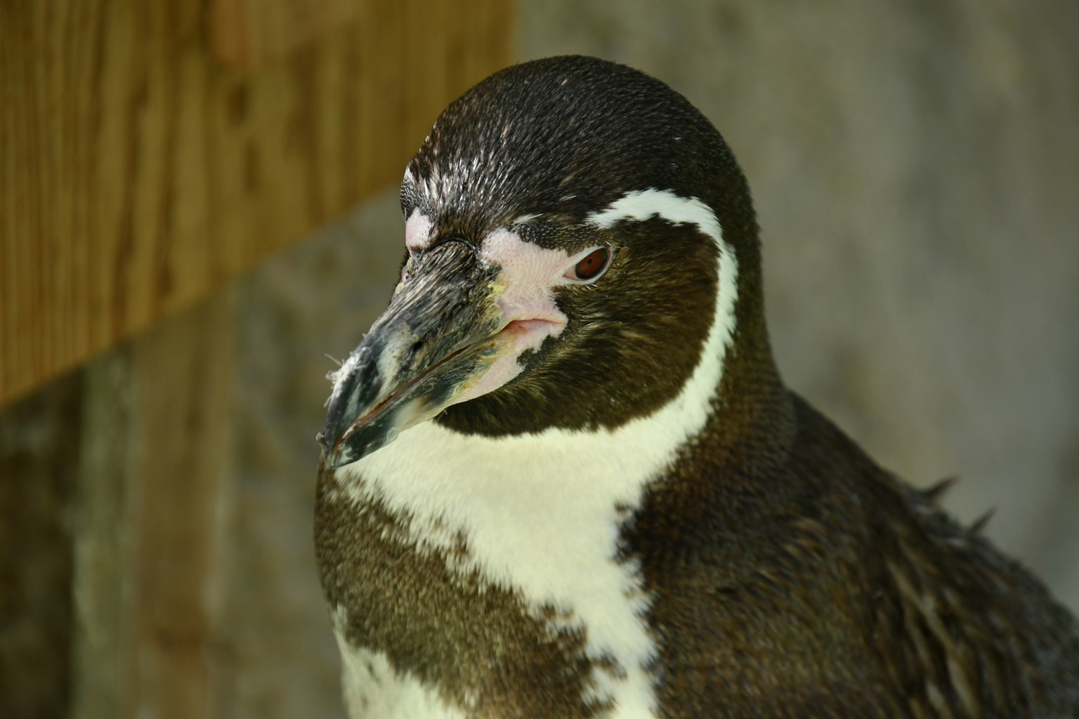 Primo piano del volto di un pinguino con piume nere e bianche sfondo in legno