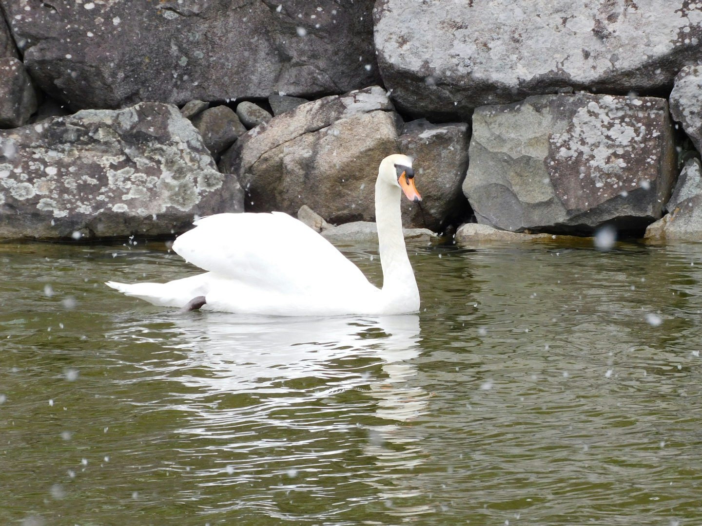 石積みの岸辺で水面に浮かぶ白鳥