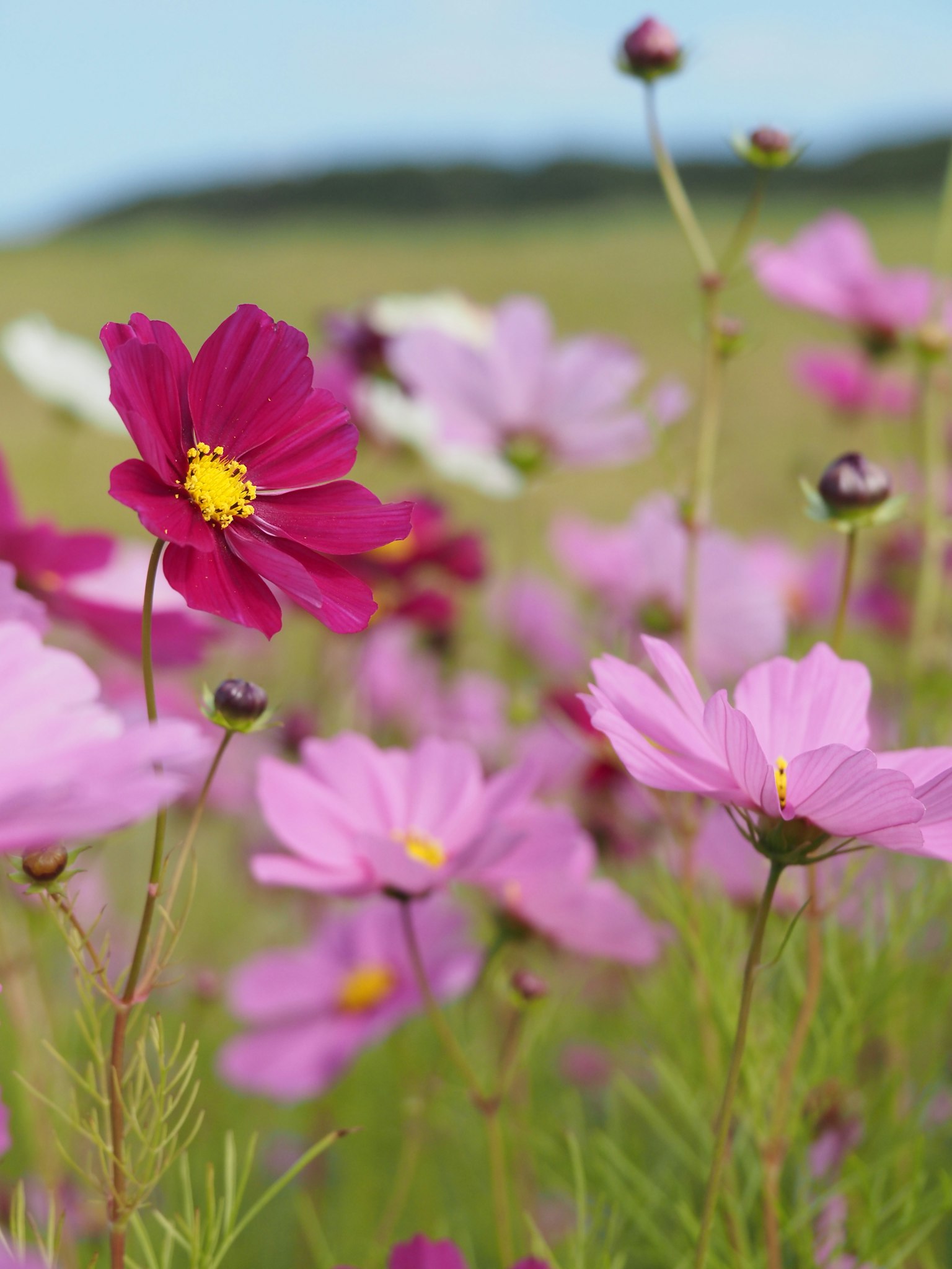 Pemandangan indah bunga cosmos yang mekar dengan nuansa ungu terang dan gelap di latar belakang langit biru dan ladang hijau
