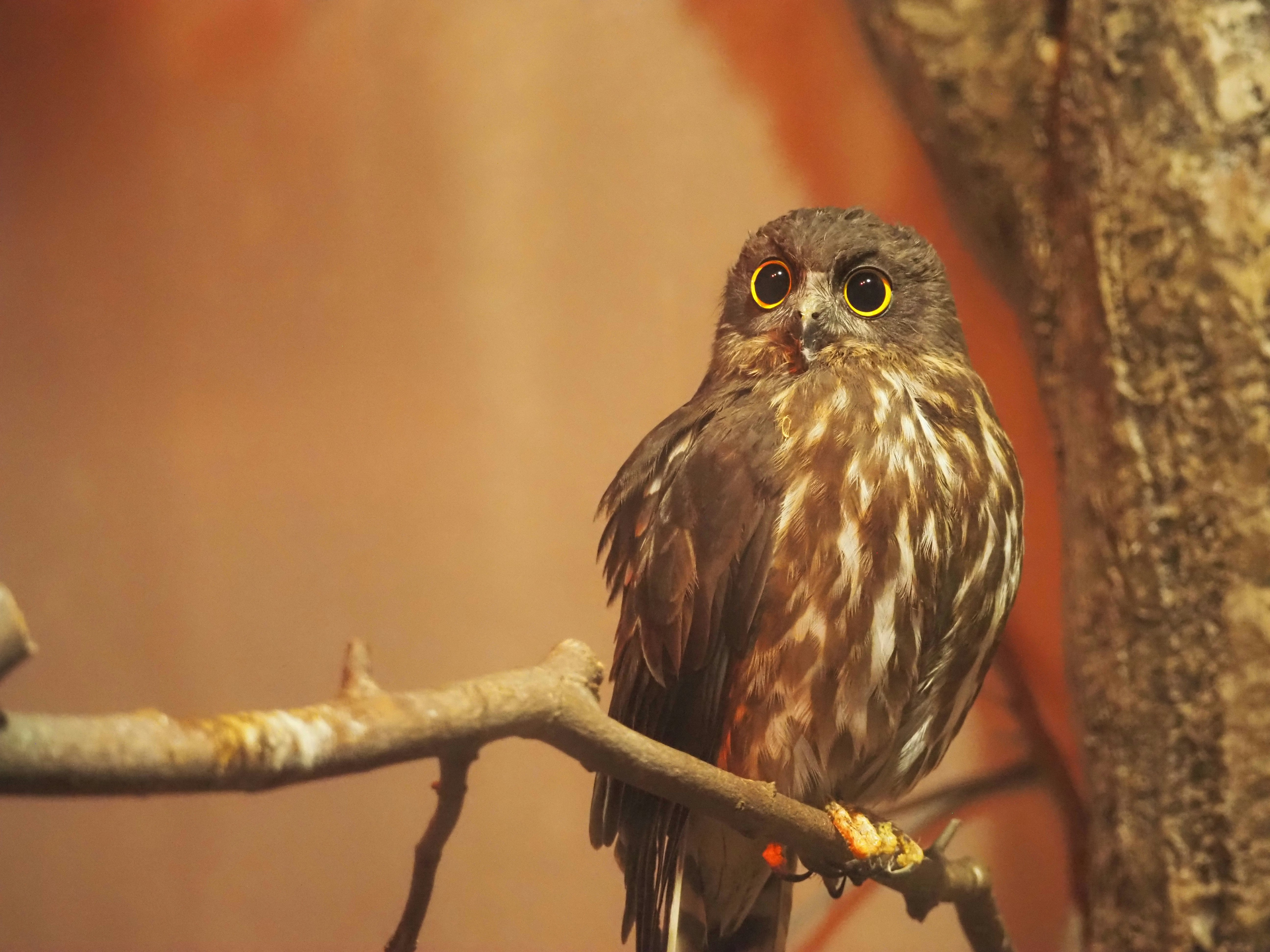 枝にとまるフクロウのアップ
