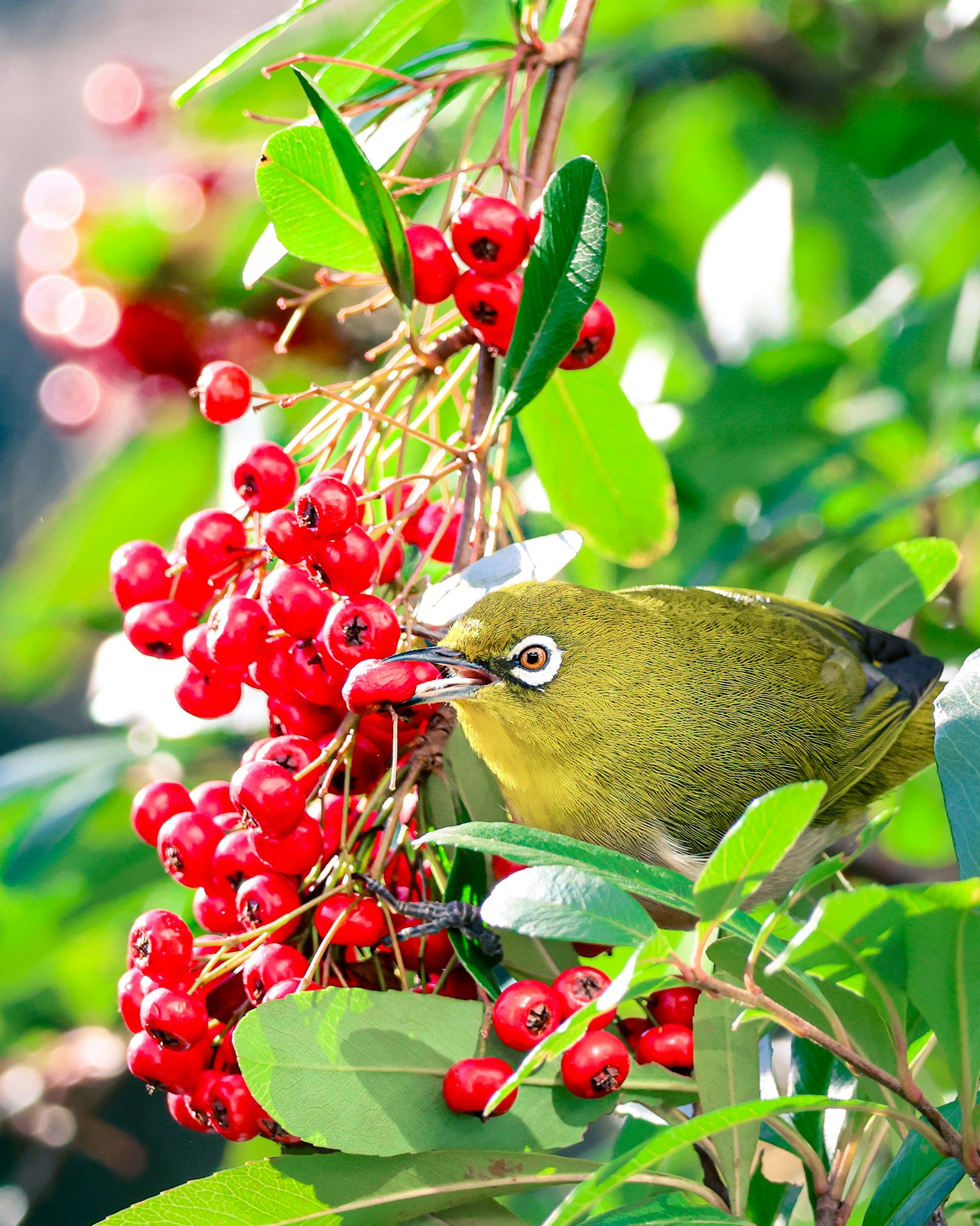 赤い実を食べる小さな鳥と緑の葉