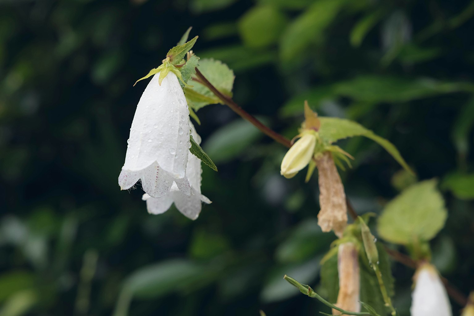Close-up of a white flower with green leaves