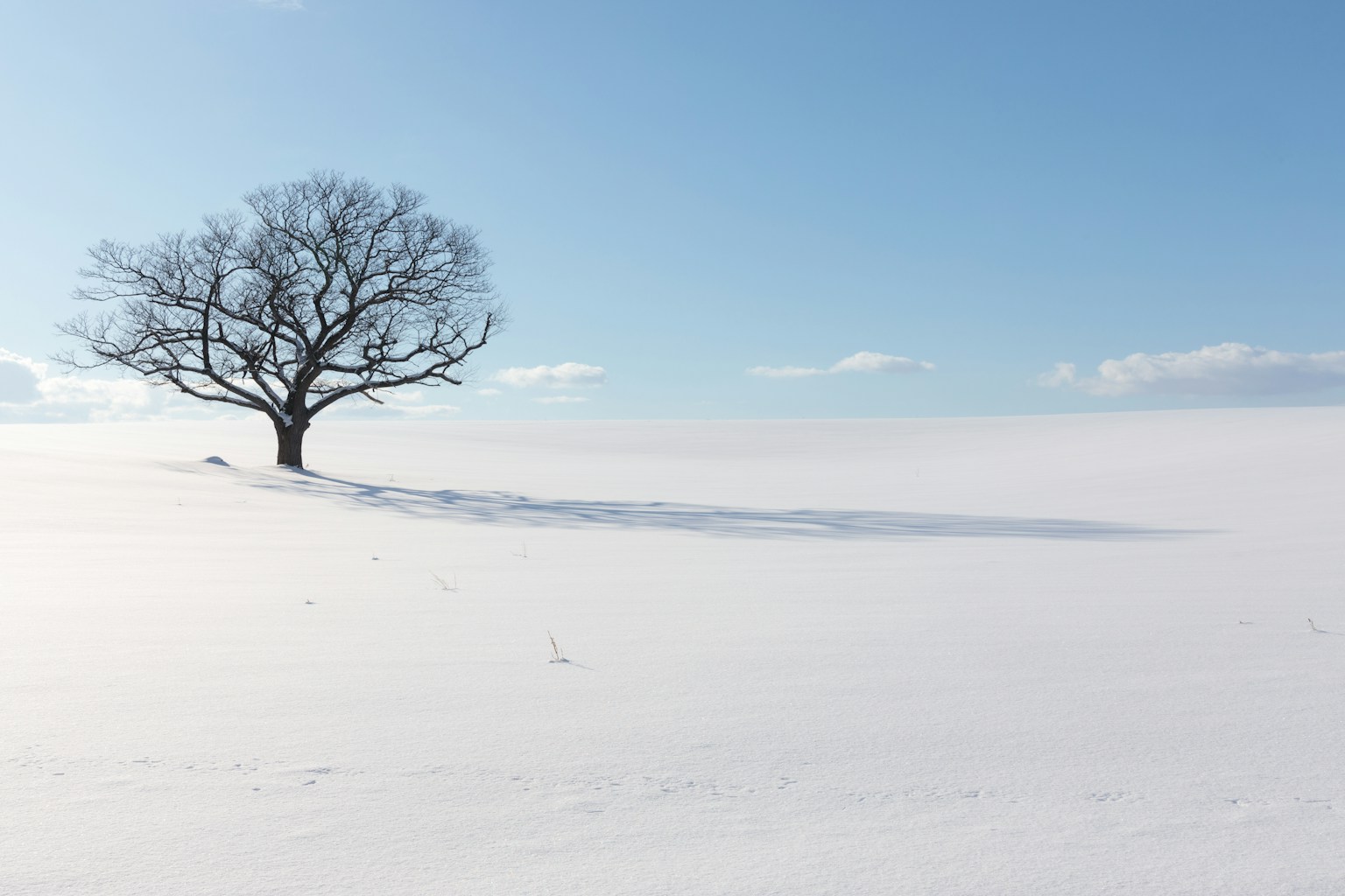 Un albero solitario che si erge in un vasto paesaggio innevato