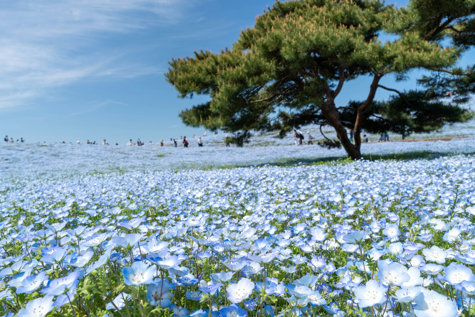 Vasto campo di fiori blu con un albero