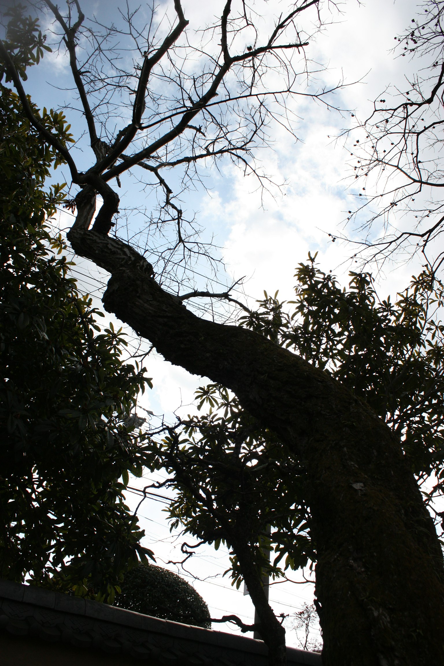 Un tronco de árbol torcido que se eleva hacia el cielo con ramas delgadas