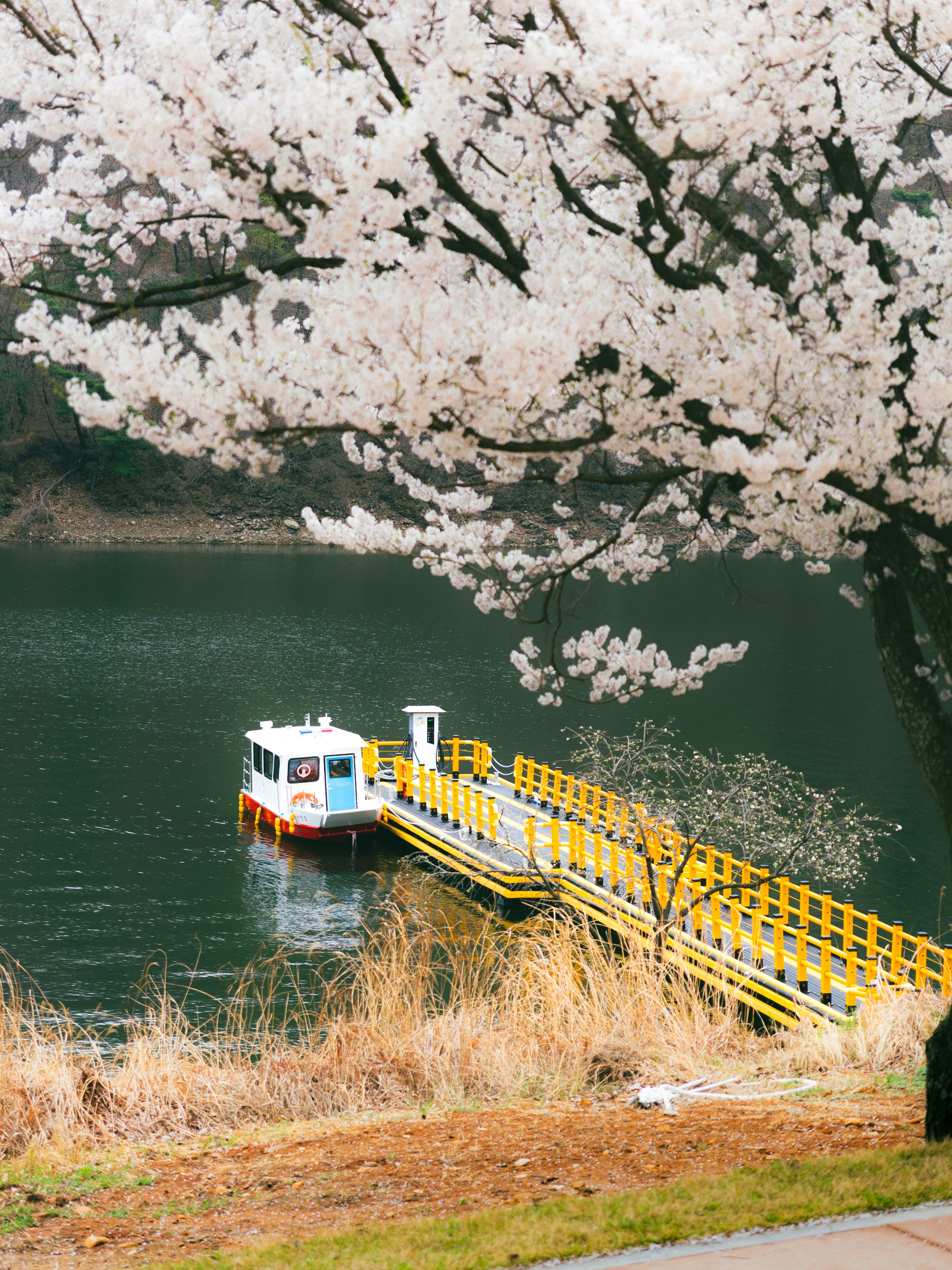 桜の枝と川沿いを走る観光船