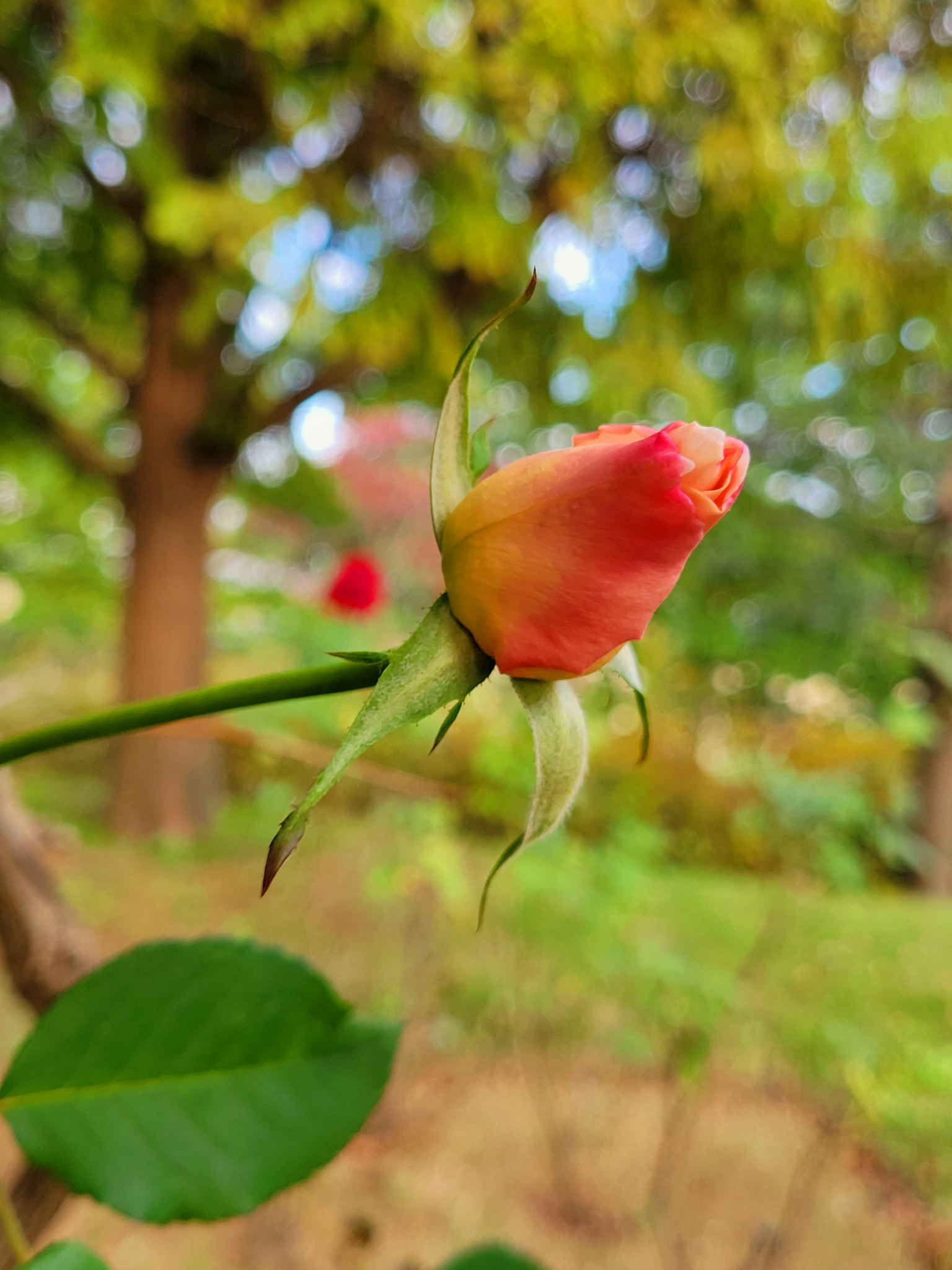 Un primo piano di un bocciolo di rosa con tonalità rosata su uno sfondo verde
