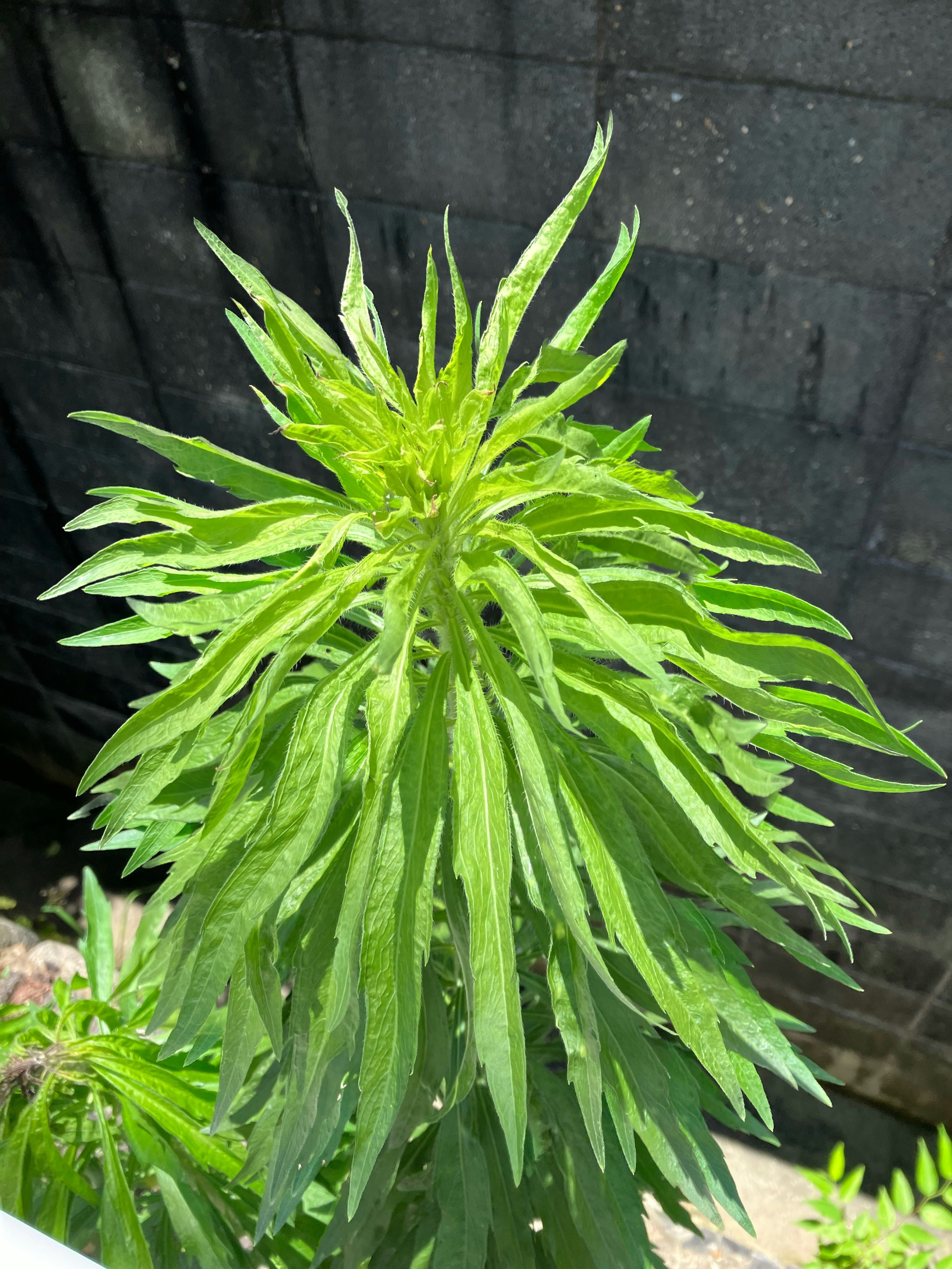 黒い壁に寄り添う鮮やかな観葉植物の葉