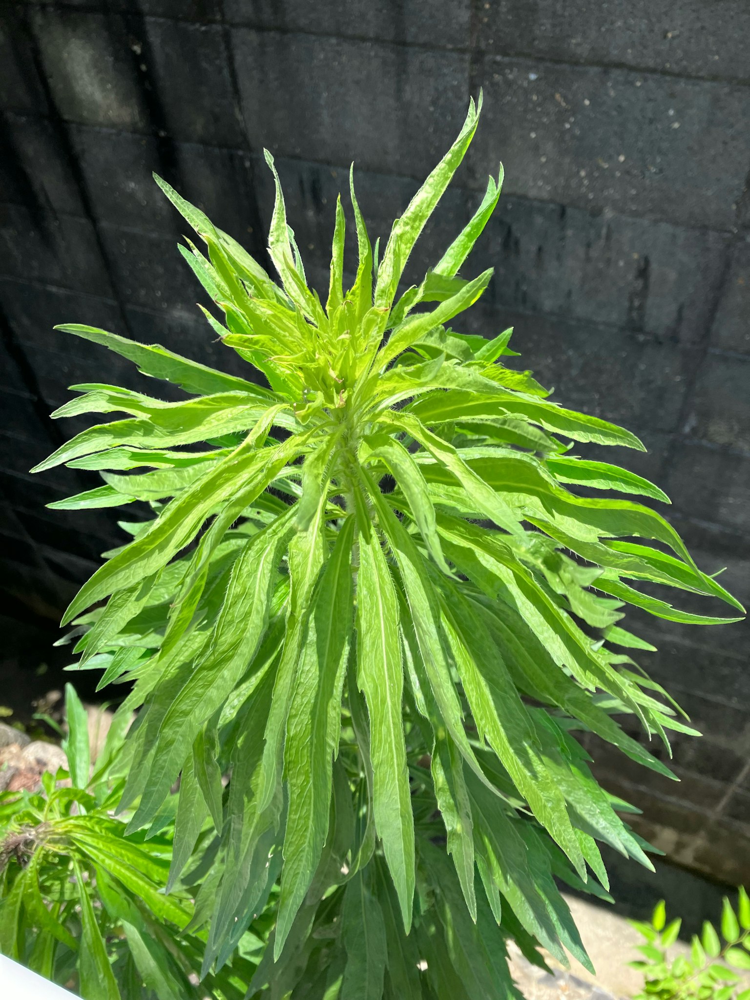 Gros plan d'une plante avec des feuilles vertes abondantes