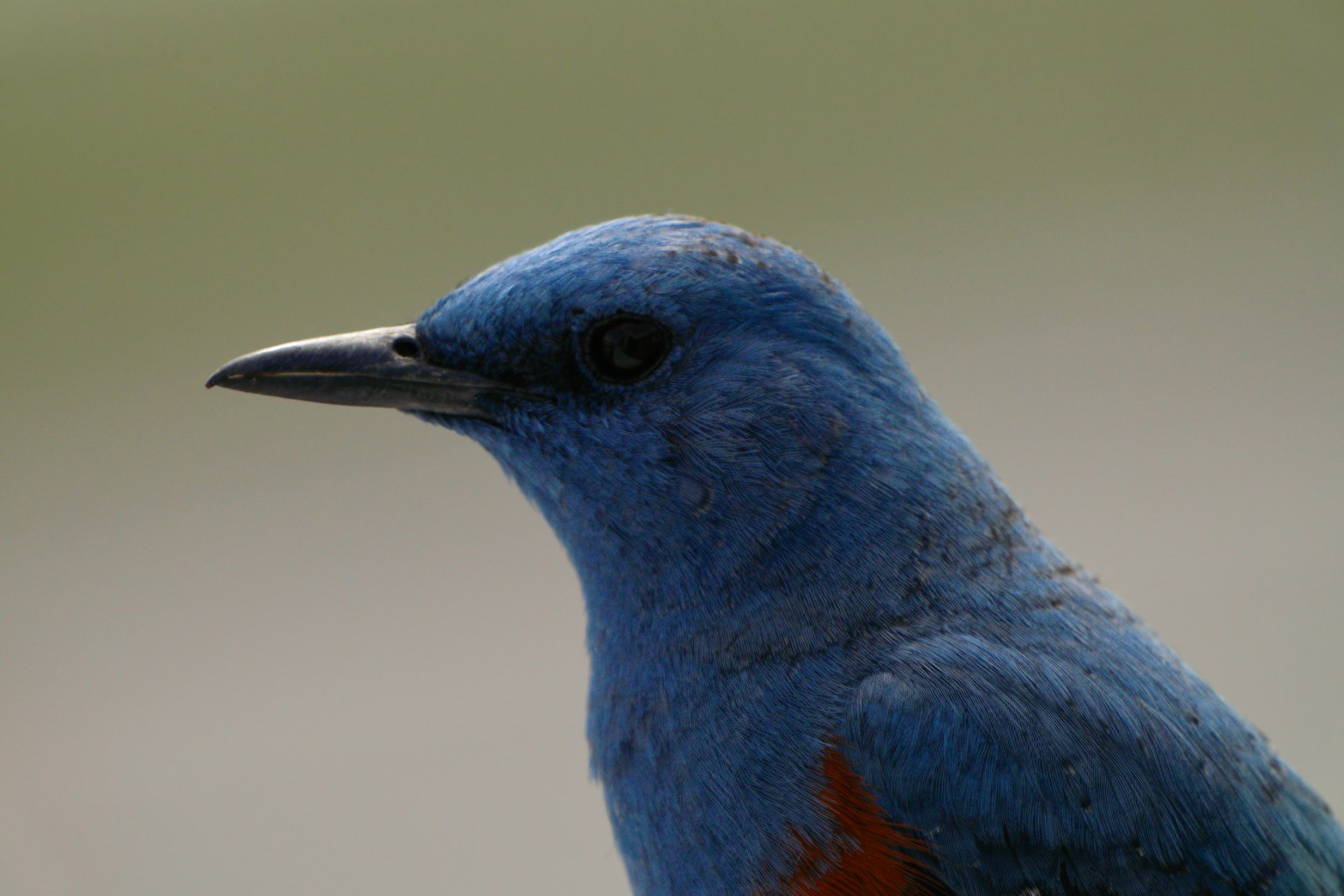 Image en gros plan d'un oiseau bleu avec des plumes bleues vives et des marques orange