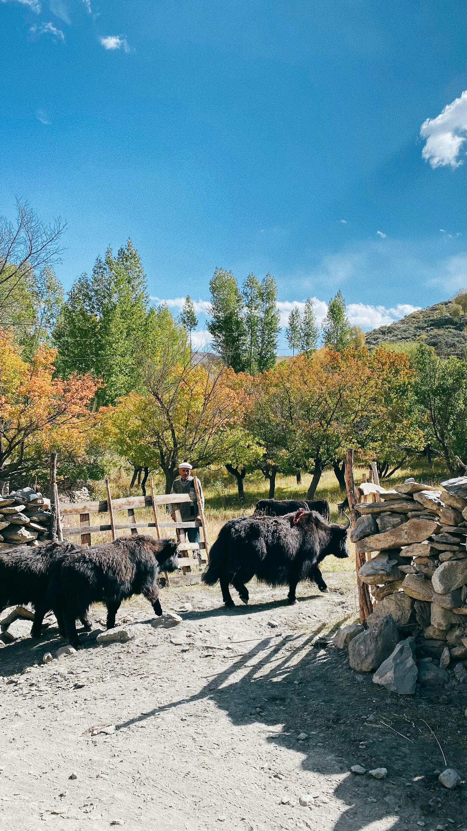 A herd of yaks walking through a landscape with blue sky and autumn trees
