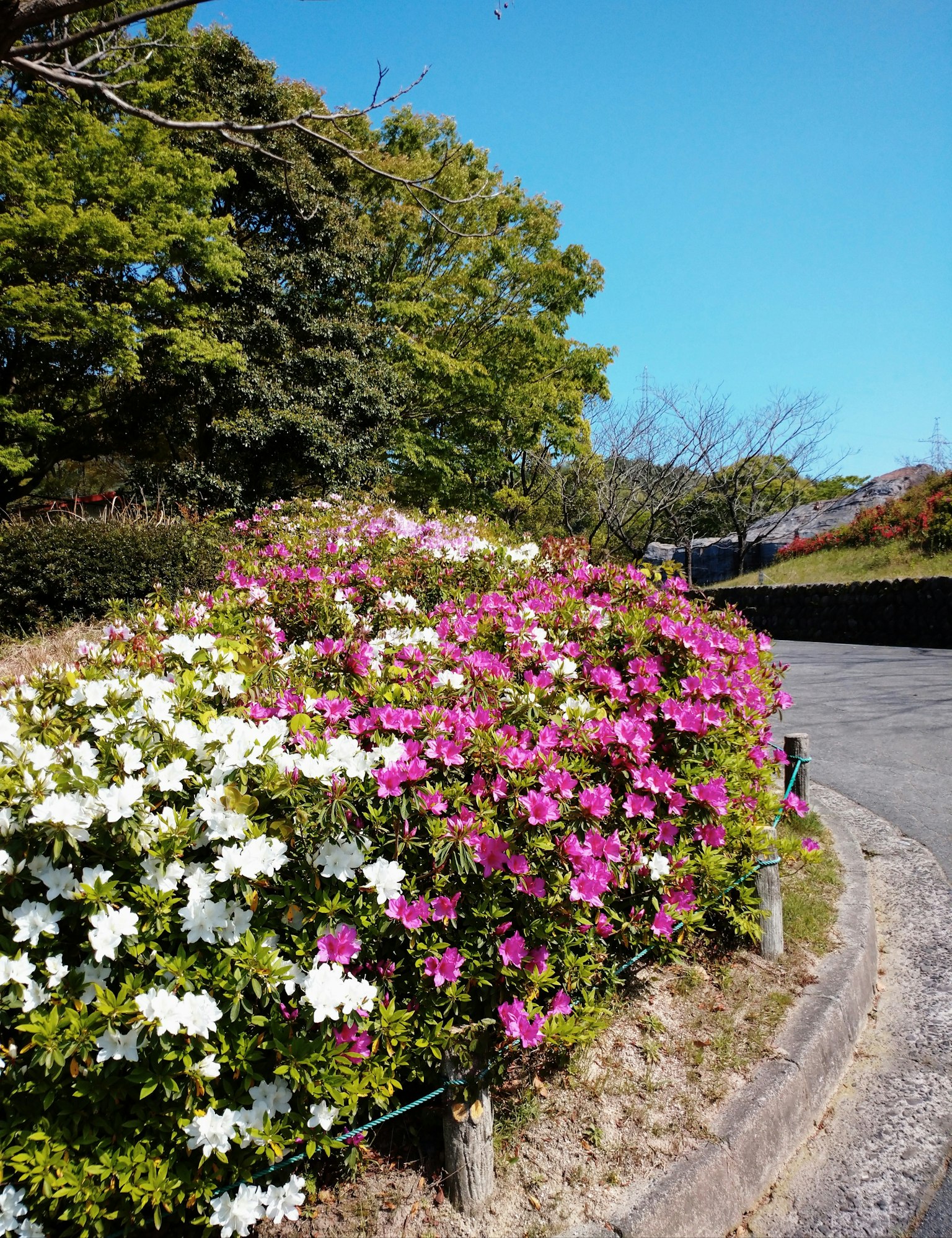 Des azalées colorées en fleurs le long d'un chemin