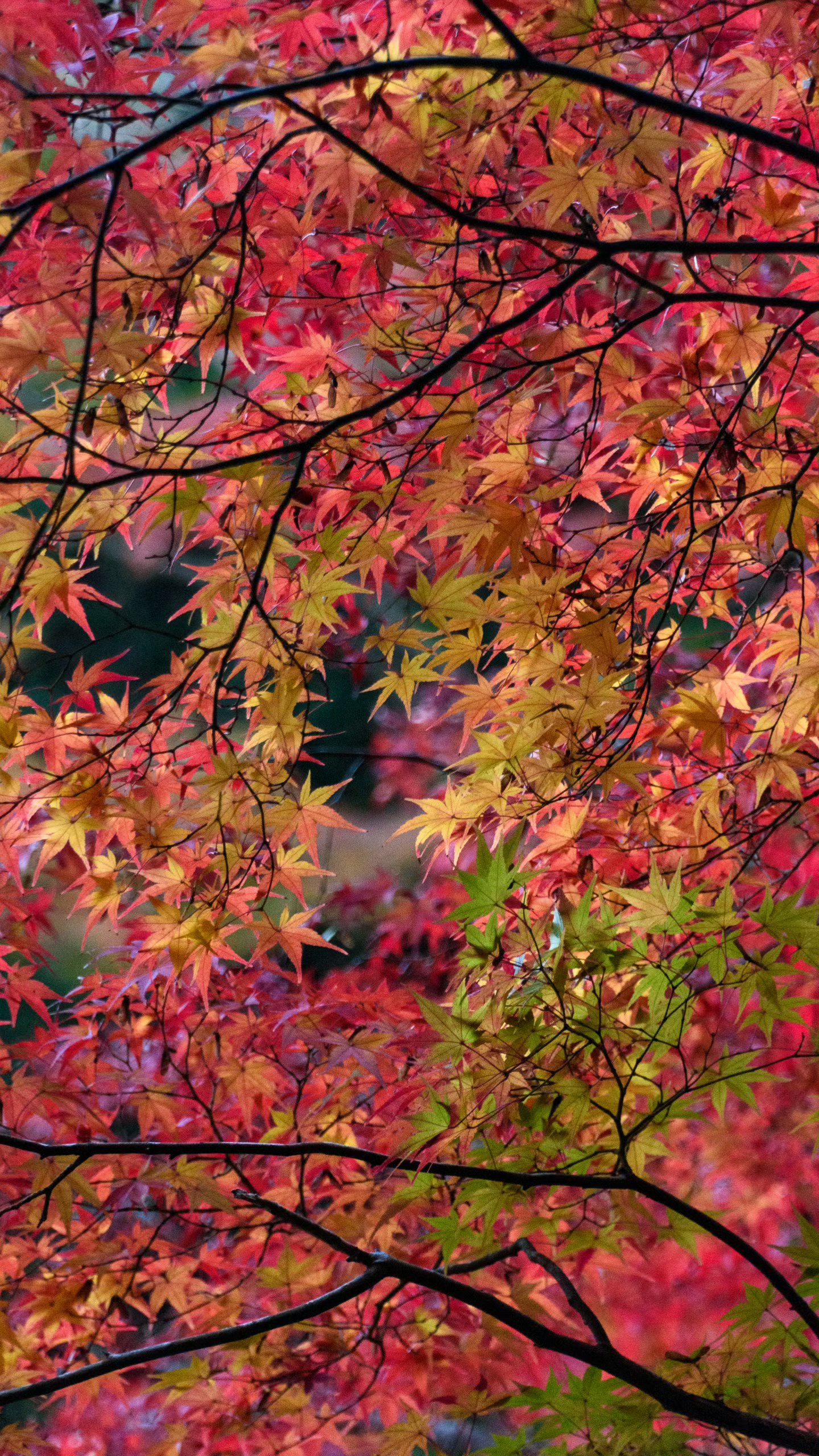 vivid autumn foliage viewed through maple branches