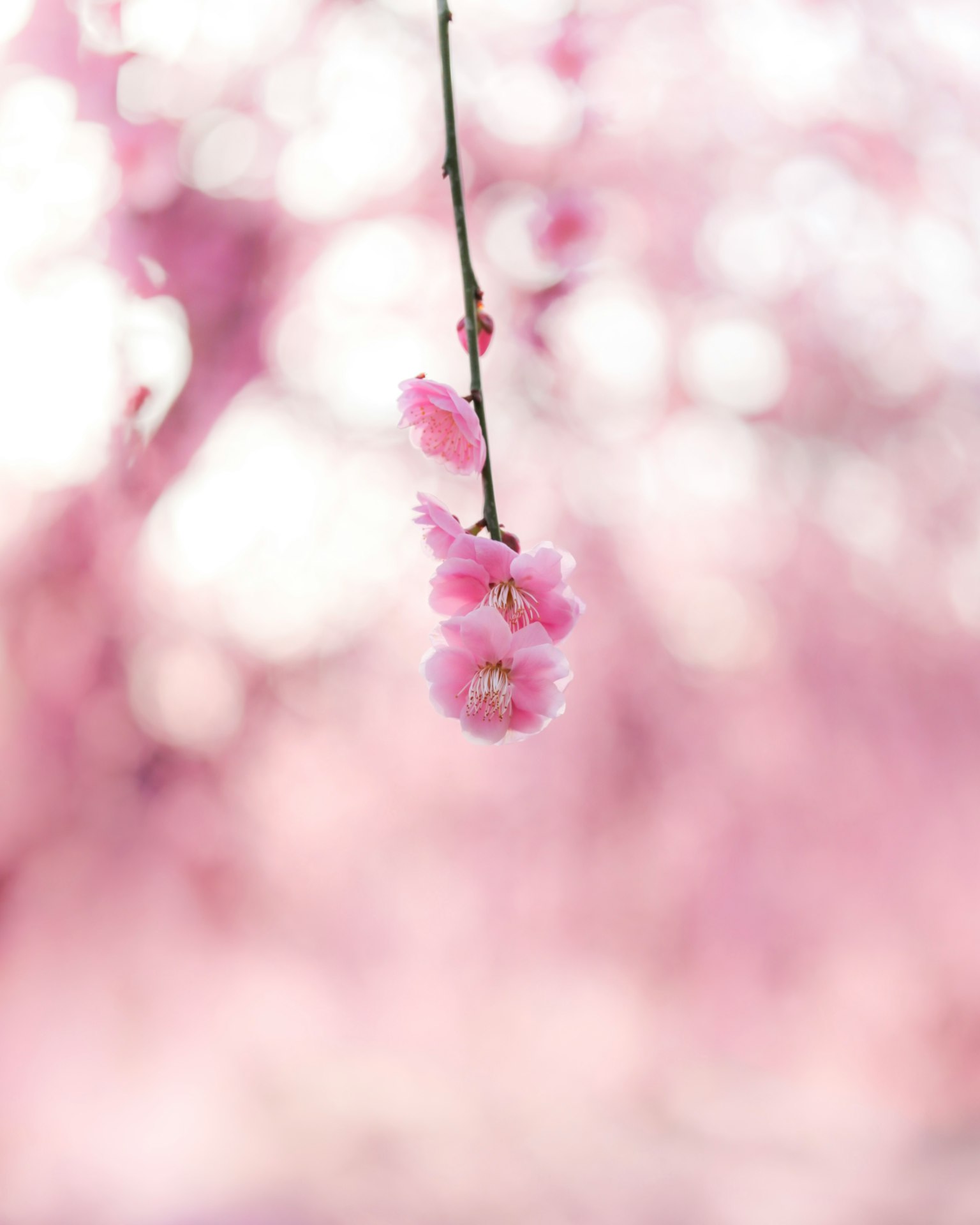 Nahaufnahme eines Zweigs mit blassen rosa Blüten verschwommener rosa Hintergrund