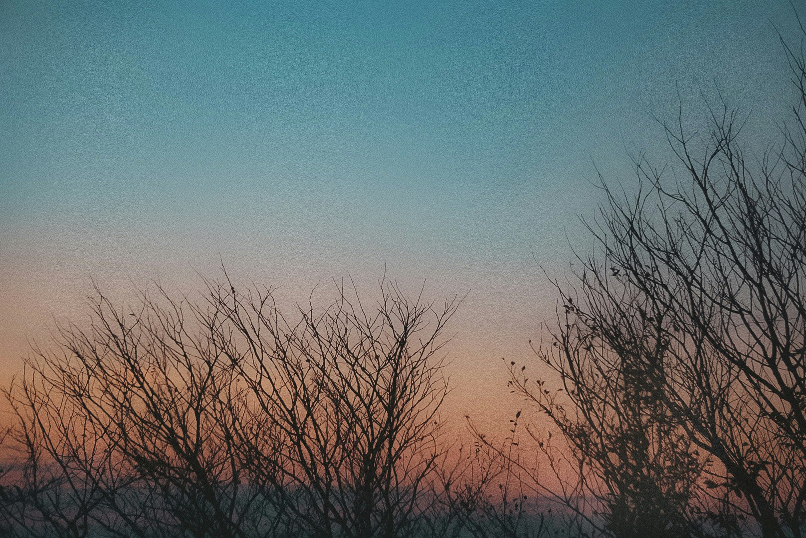 夕暮れの空にシルエットの木々が広がる静かな風景