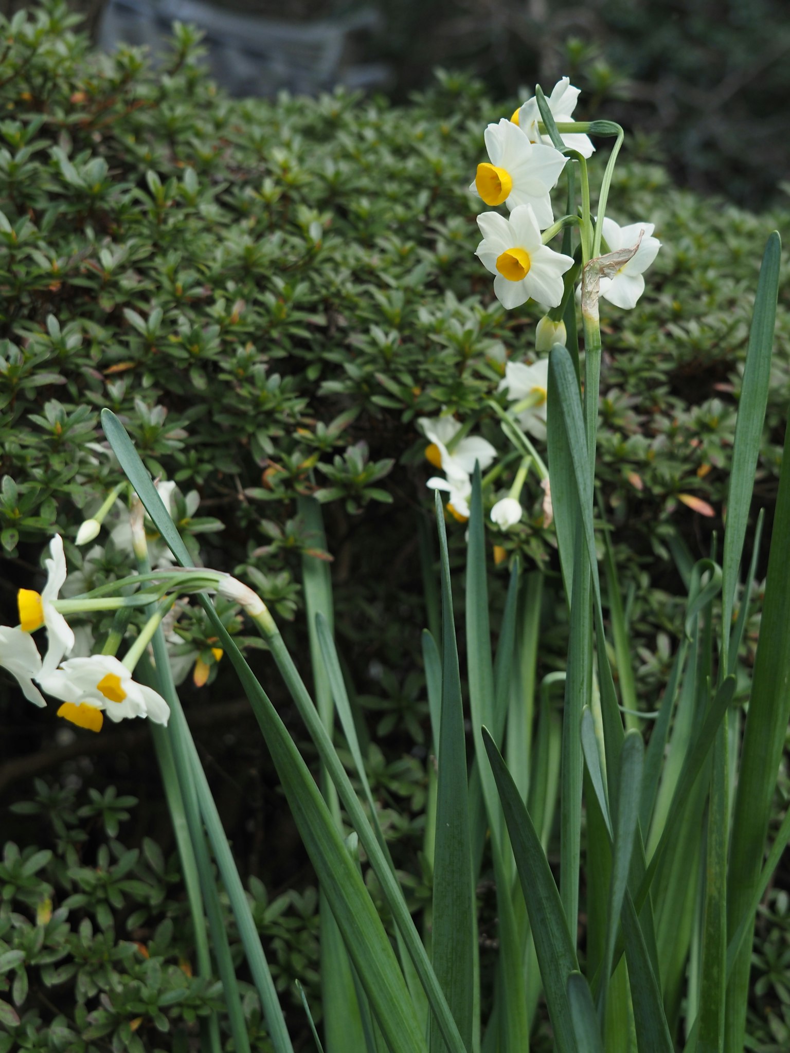 Fiori di narciso bianchi con centri gialli circondati da fogliame verde