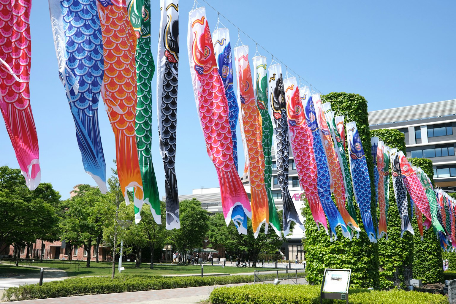 Banderas de koi coloridas ondeando en un cielo azul
