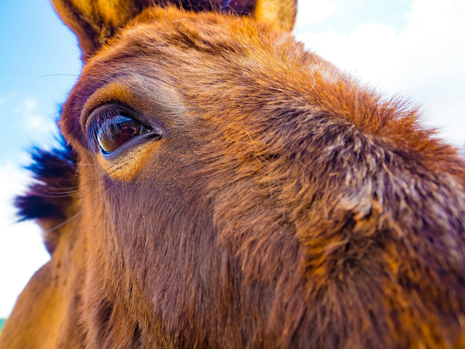 Gros plan sur le visage d'un cheval mettant en avant le détail de l'œil et la texture de la fourrure