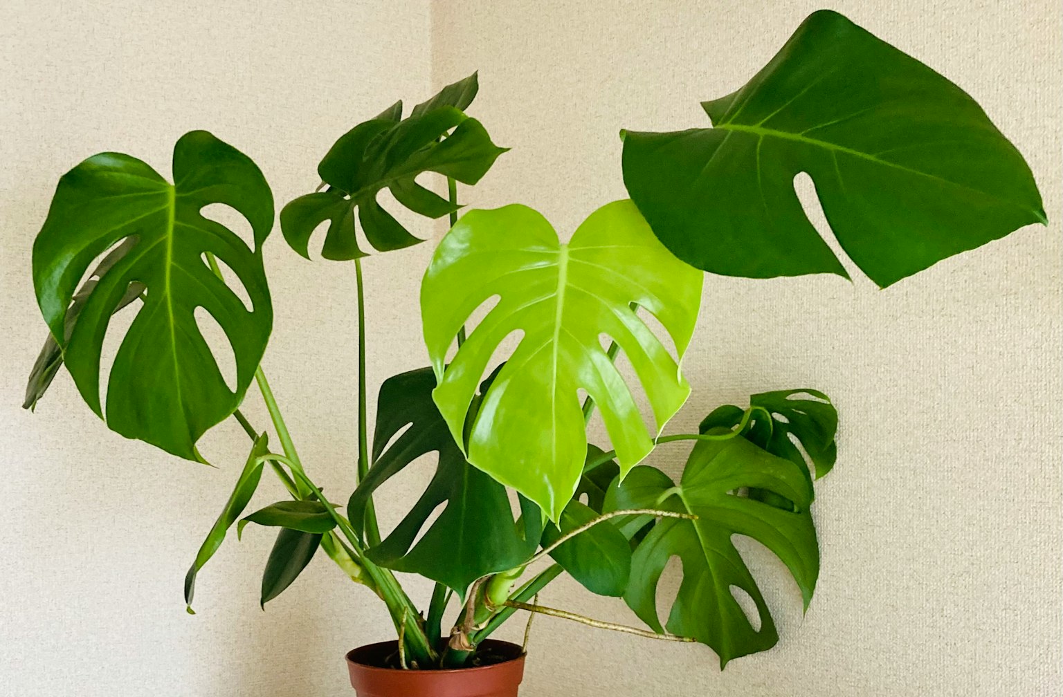 一株帶有大綠葉的 monstera 植物的圖像