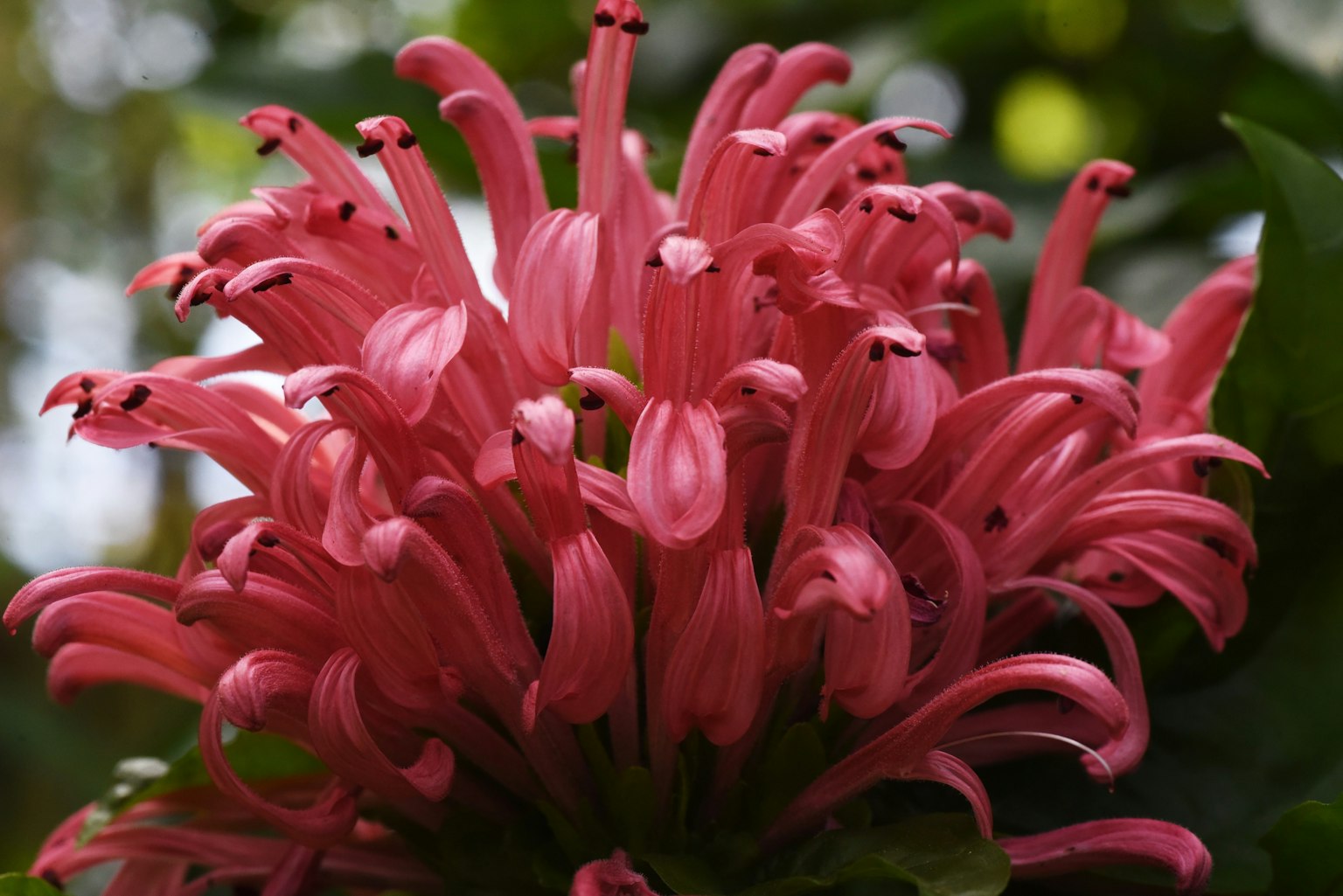 Primo piano di un fiore rosa vivace con forme di petali uniche