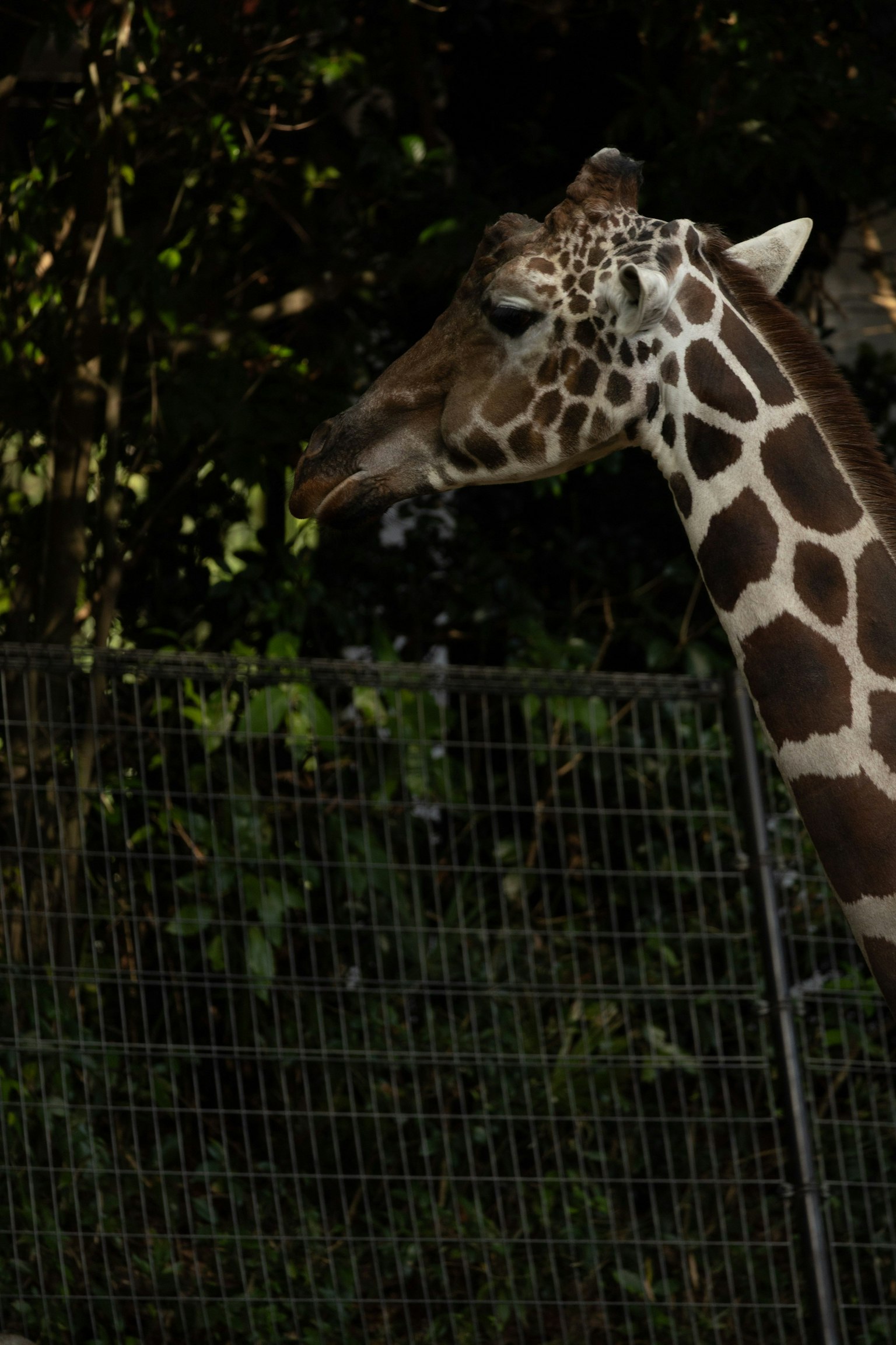 Profile view of a giraffe with a dark background featuring green foliage