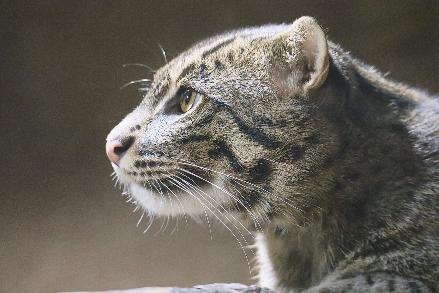 Nahaufnahme des Profils einer Wildkatze mit großen Augen markanter Nase und geflecktem Fell