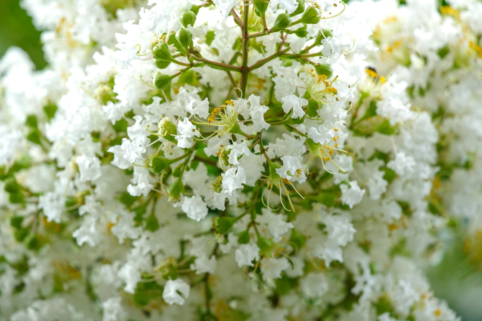 Nahaufnahme einer Pflanze mit weißen Blumen