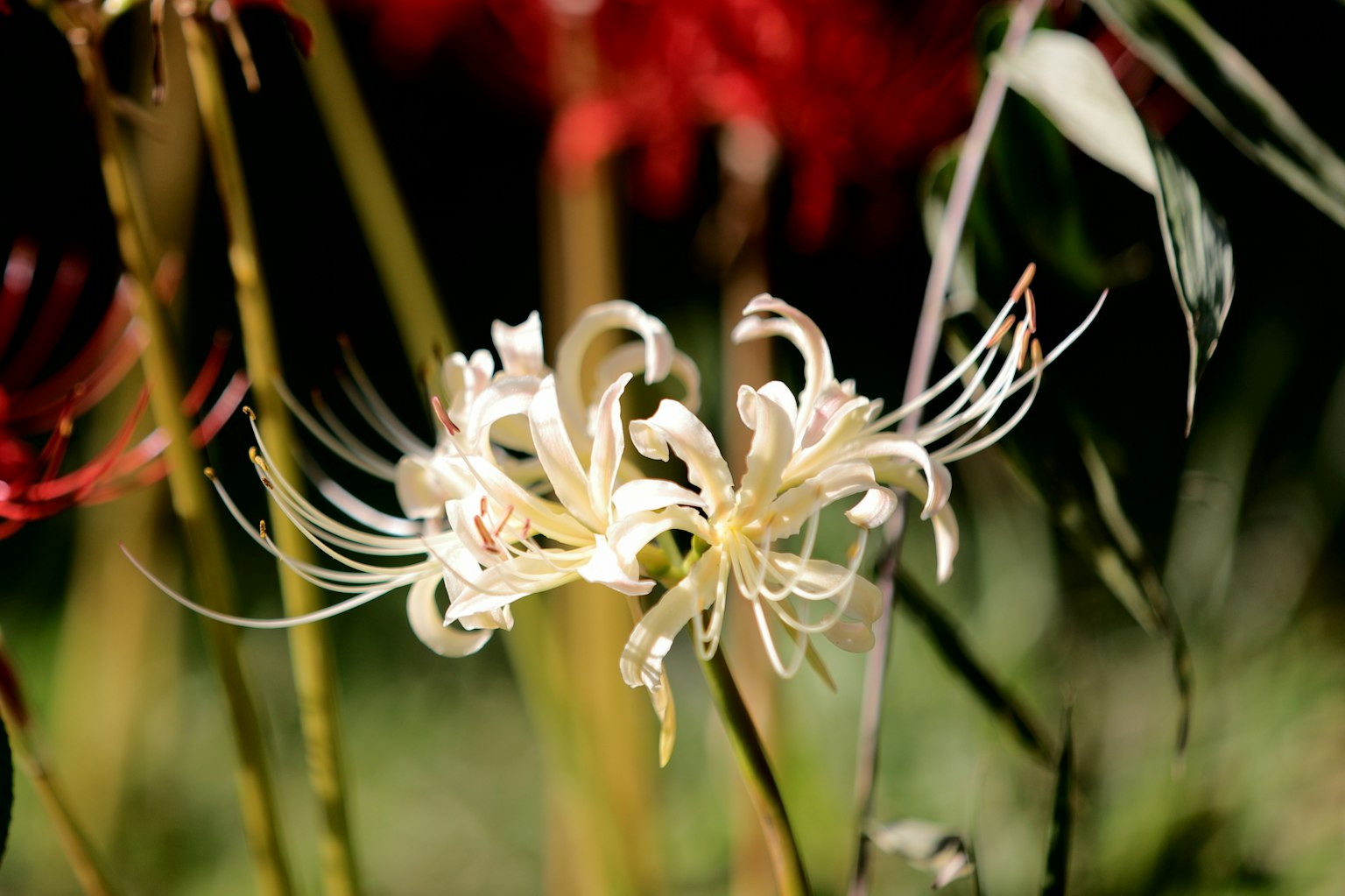 A white flower blooming among red flowers in the background
