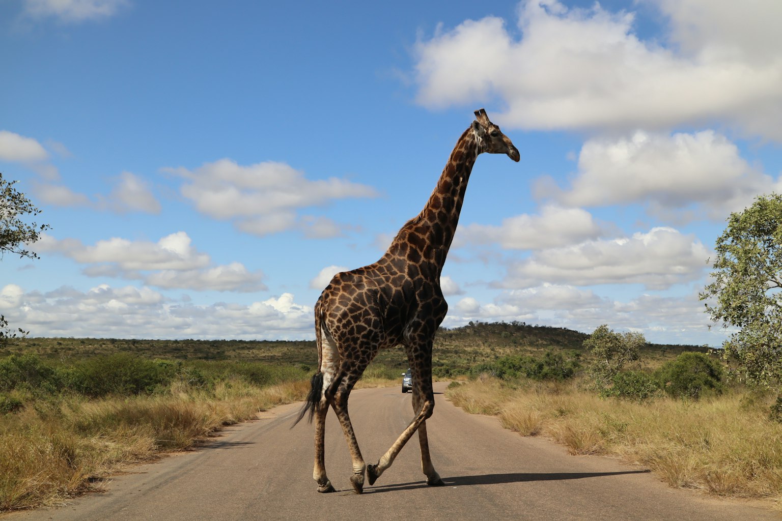 Giraffe überquert die Straße unter blauem Himmel