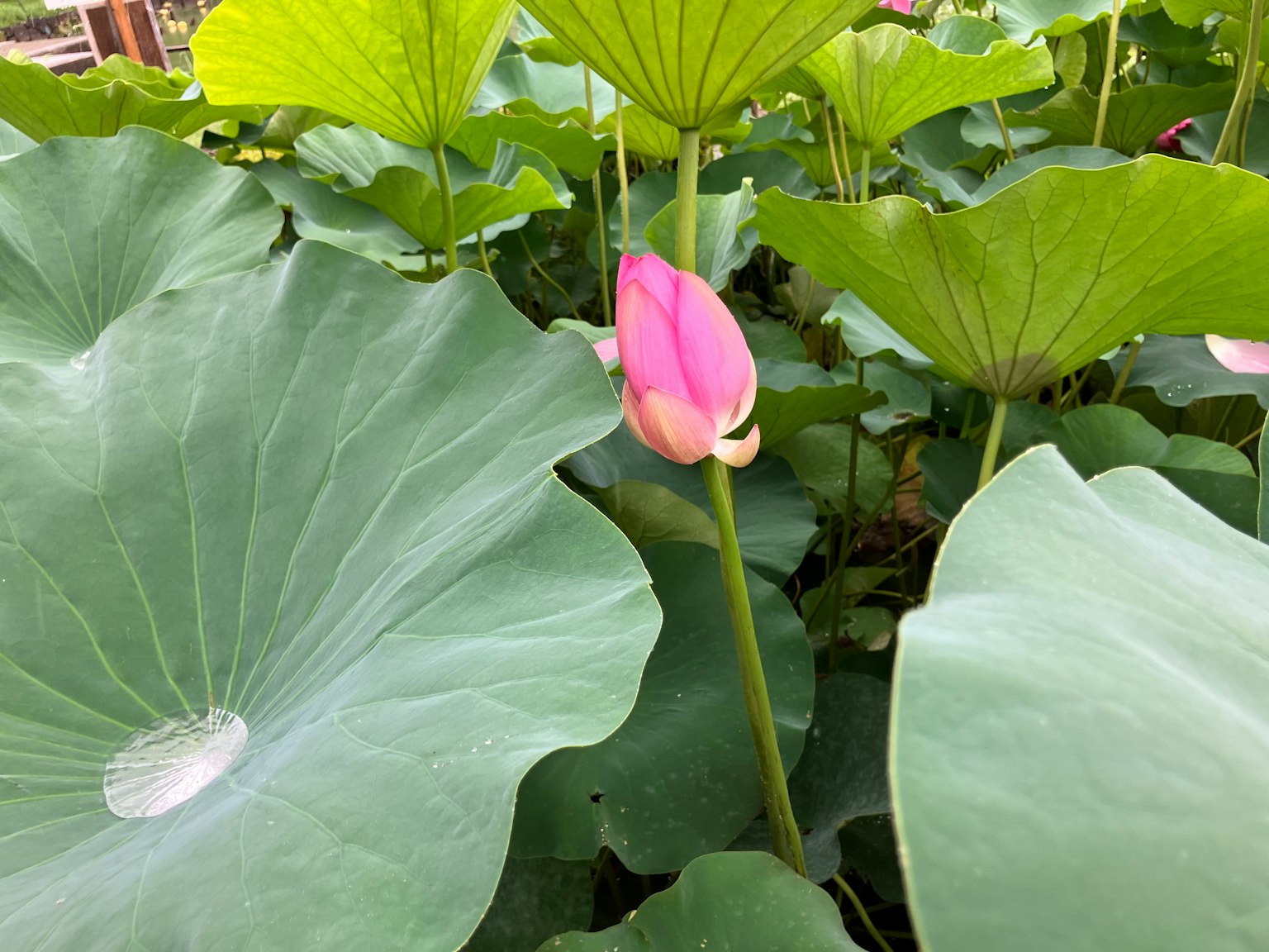 緑の葉の間に咲くピンクの蓮の花と大きな葉