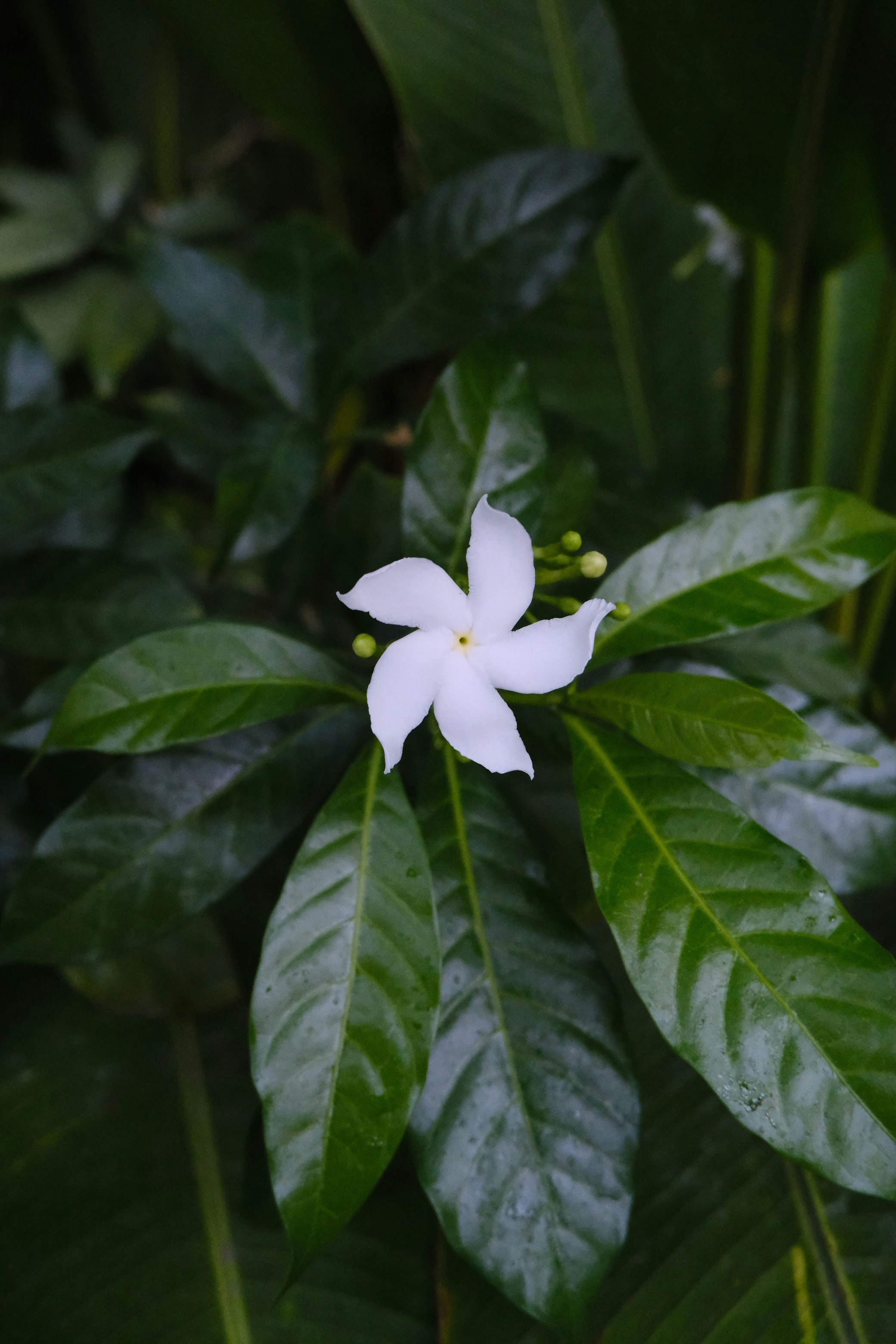 绿叶间一朵白色花朵的特写