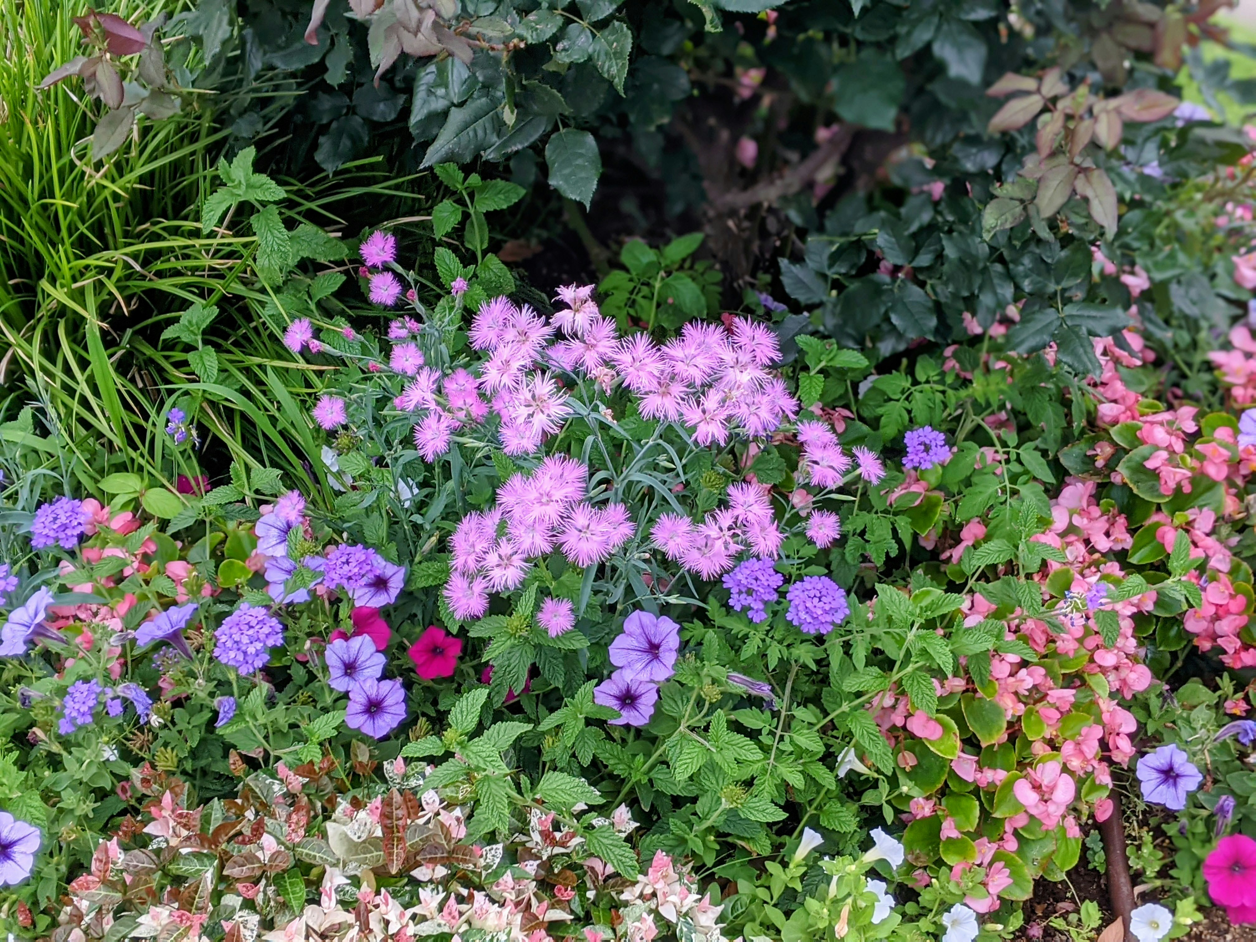 カワラナデシコやペチュニアの花が咲く花壇