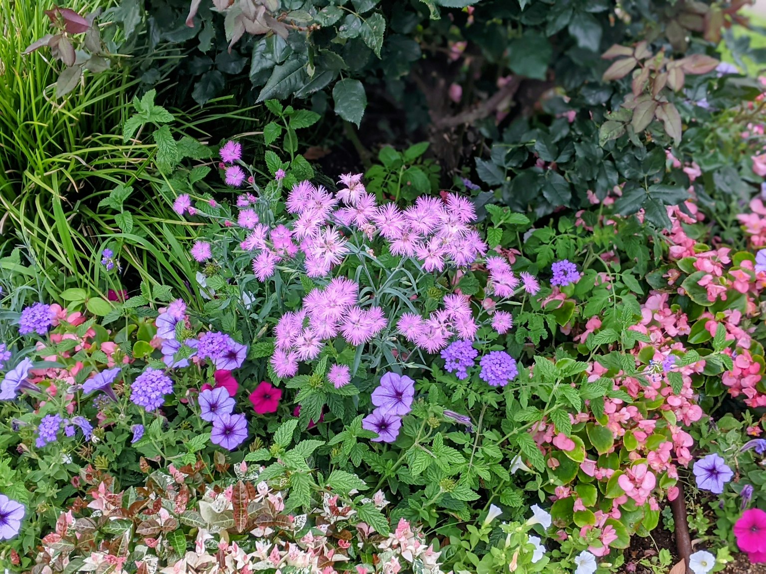 充滿色彩的花園場景