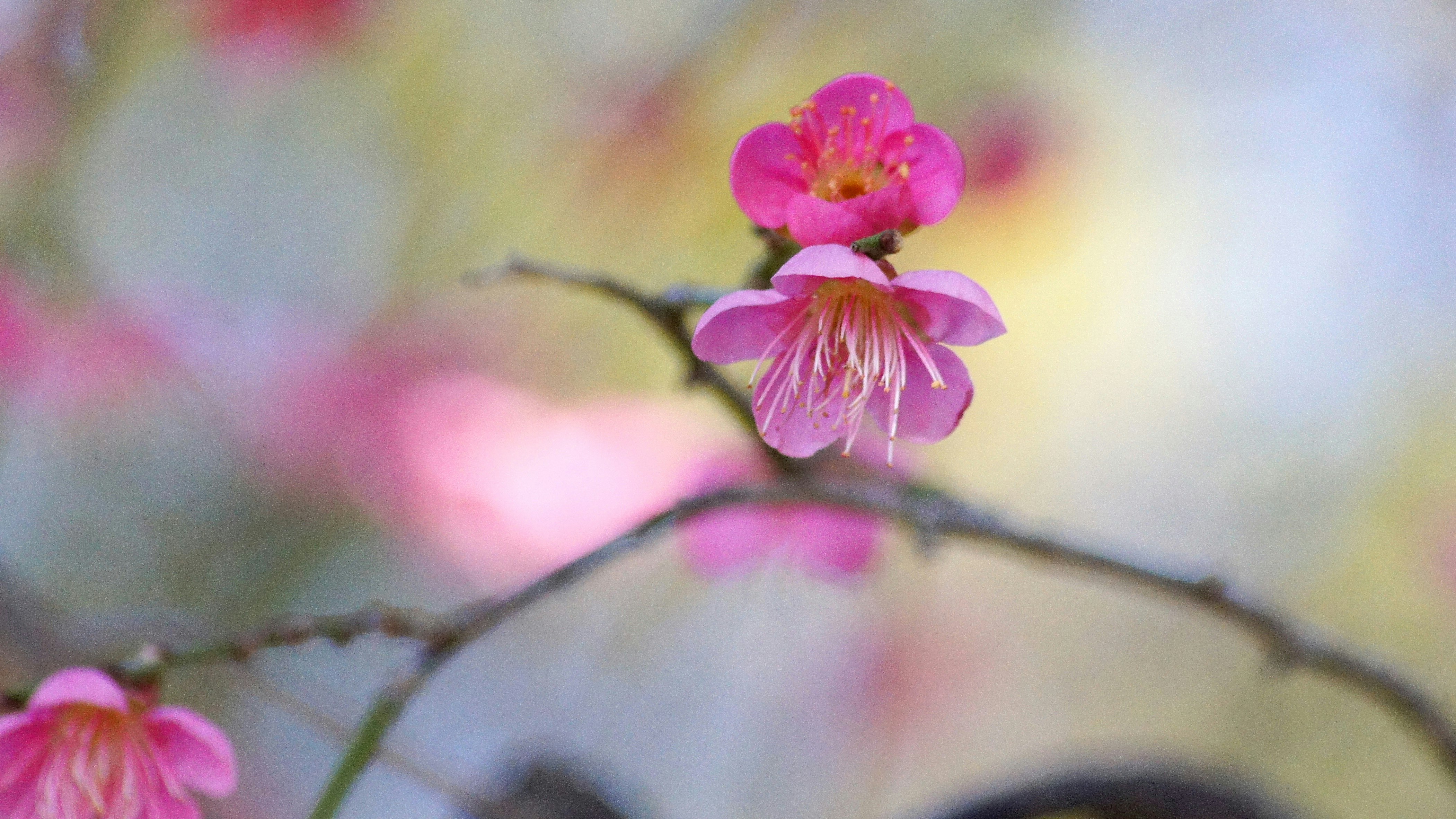枝に咲くピンクの花とつぼみのマクロ