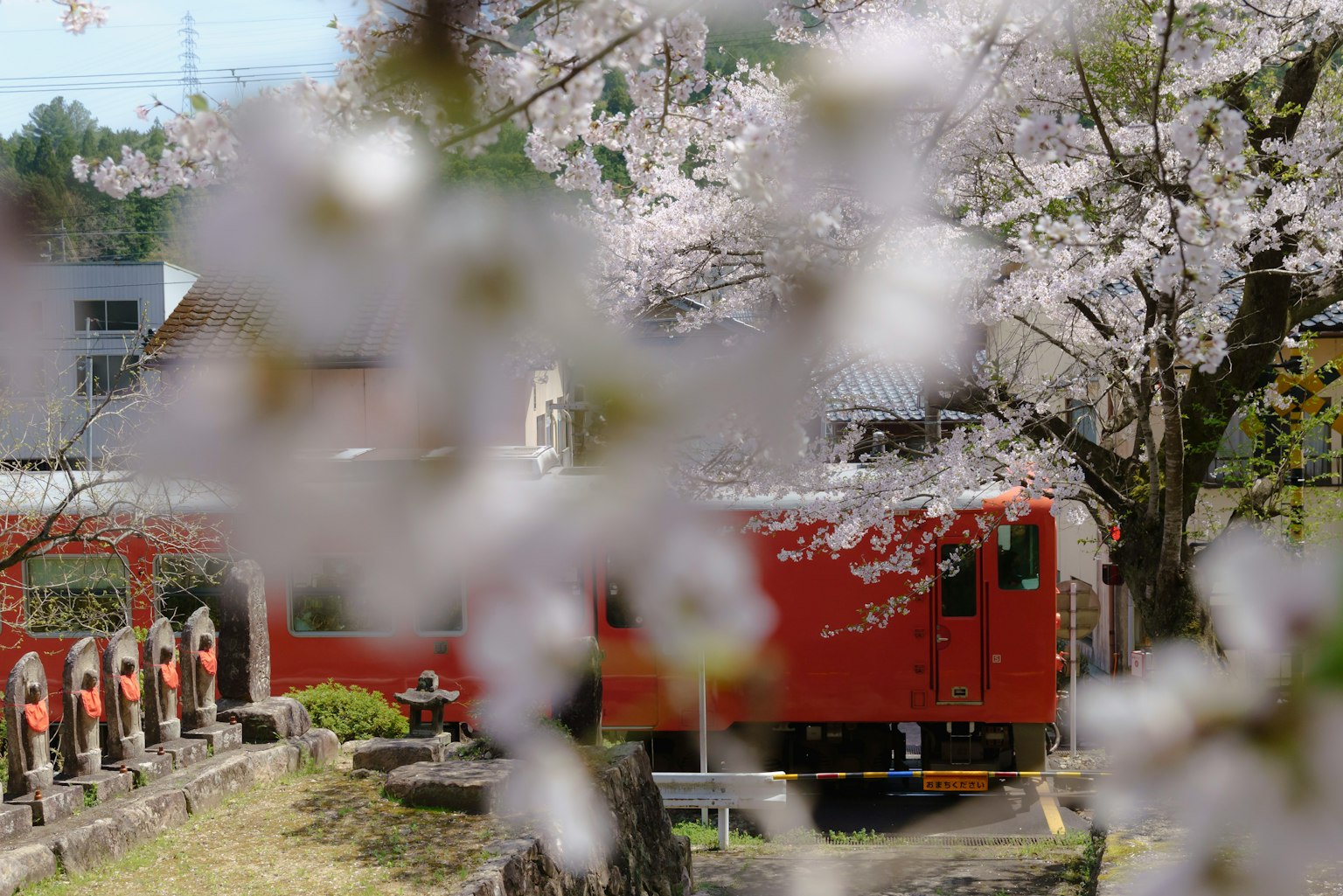 Scenic view of a red train framed by cherry blossoms