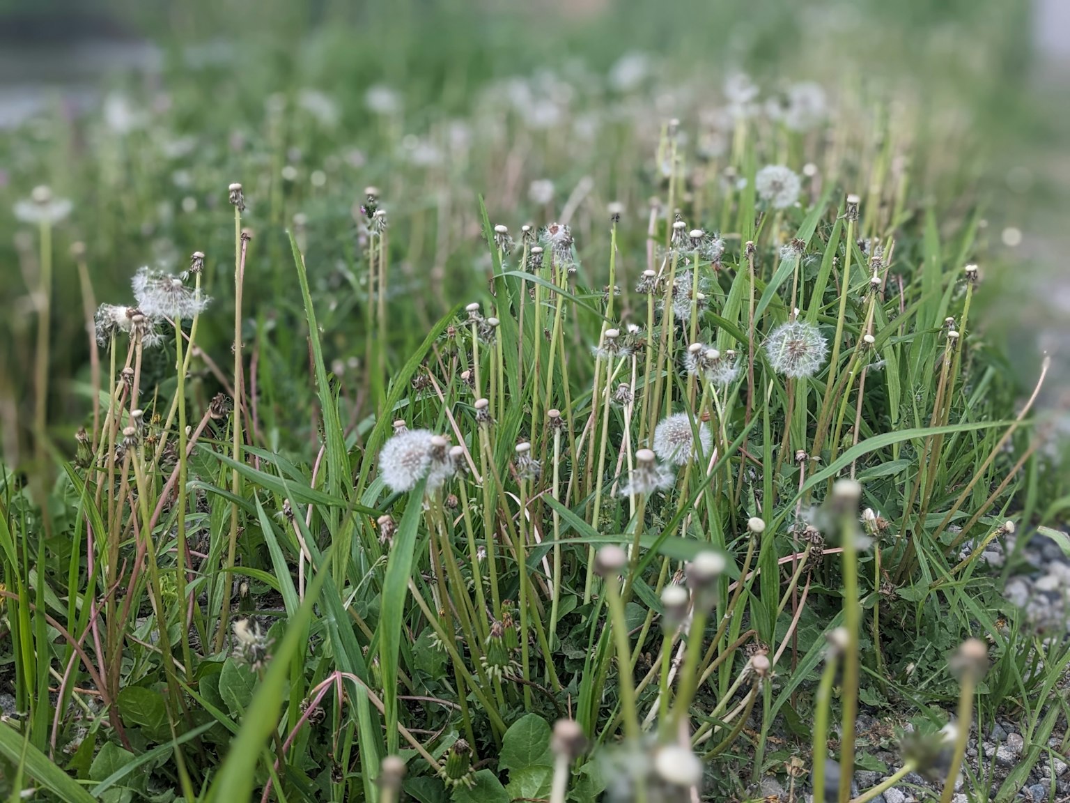 A cluster of dandelion seed heads among green grass