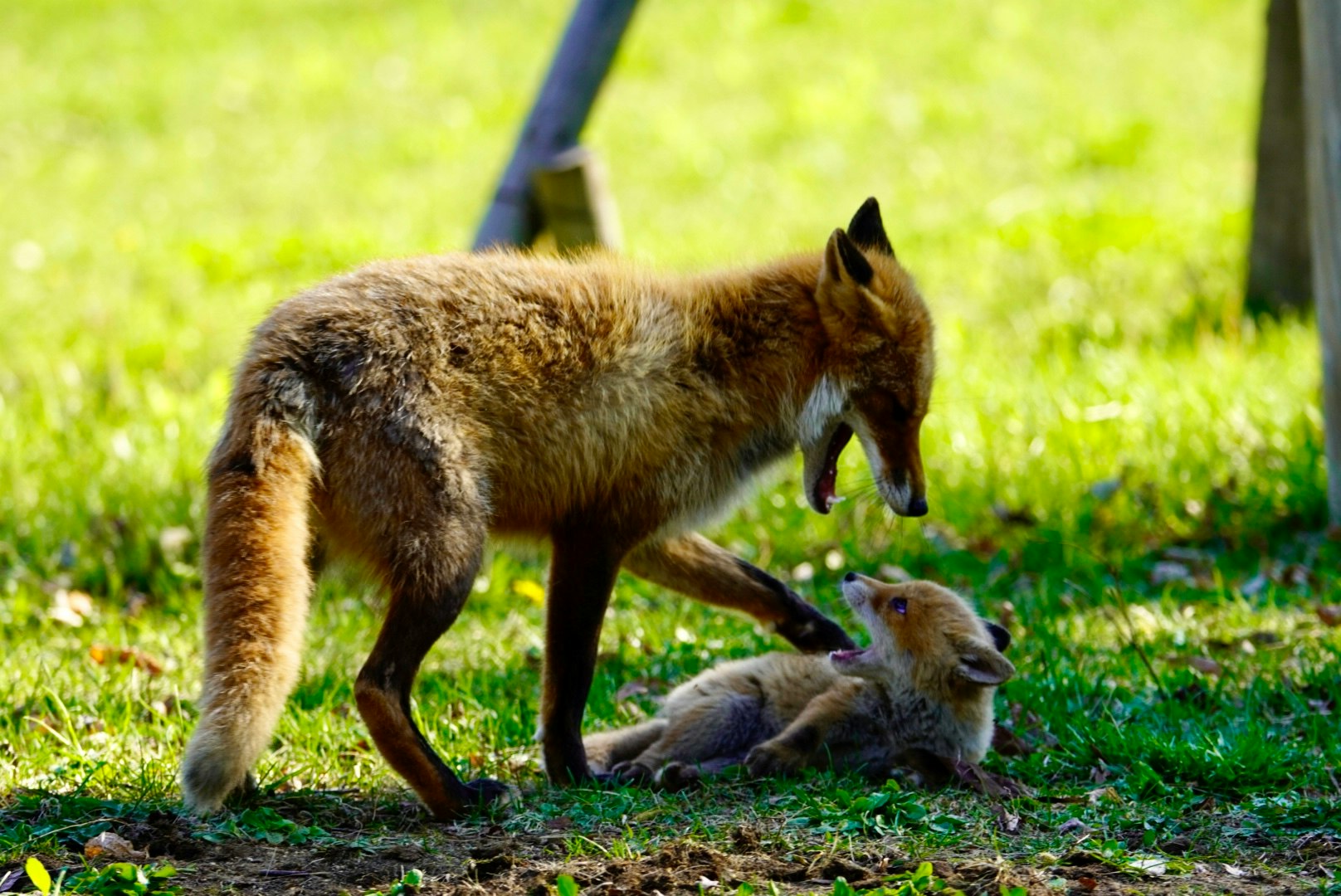 草地で子どもを守る犬と子ウサギの親子のような場面