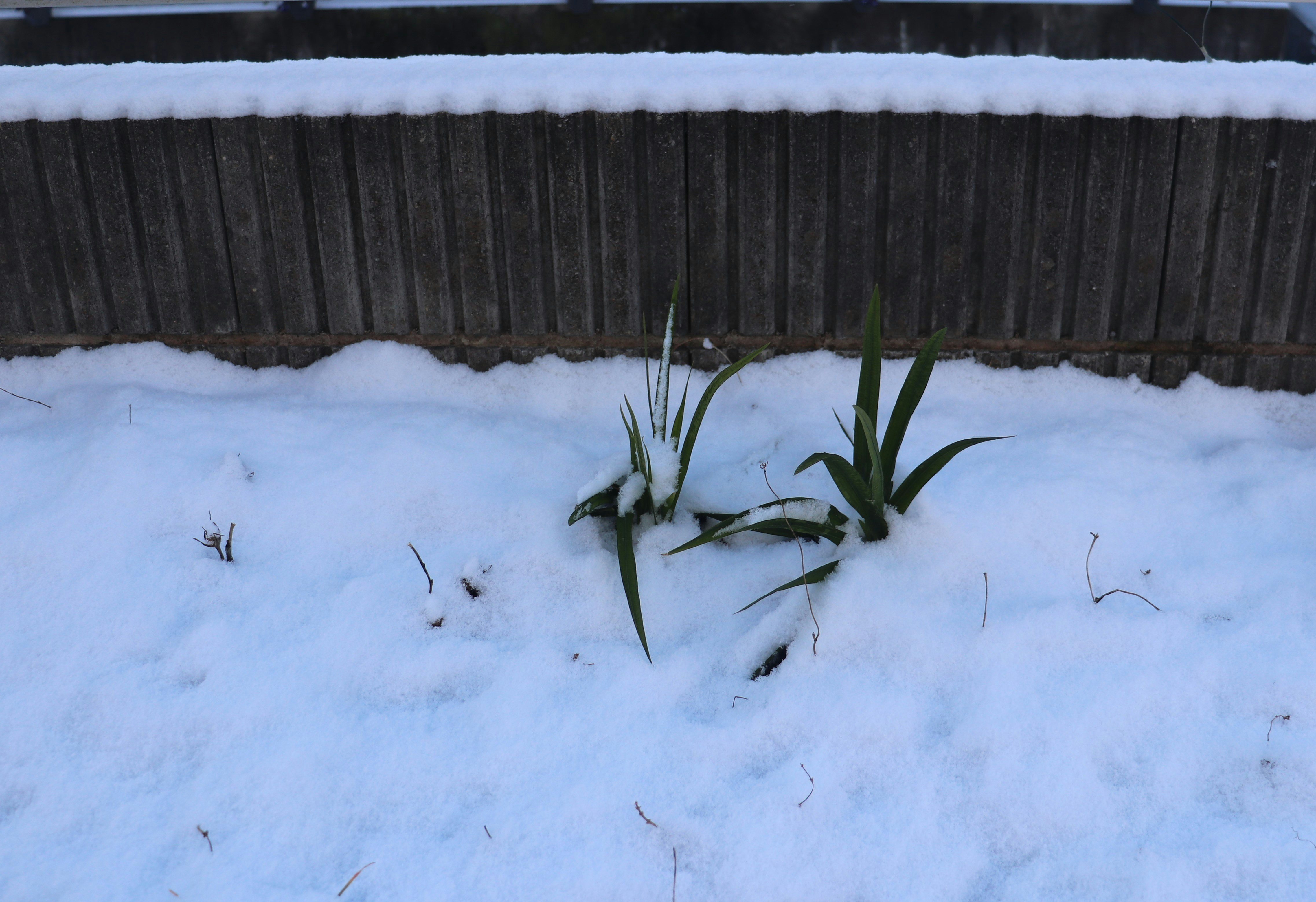 雪の庭で雪に覆われた草と土
