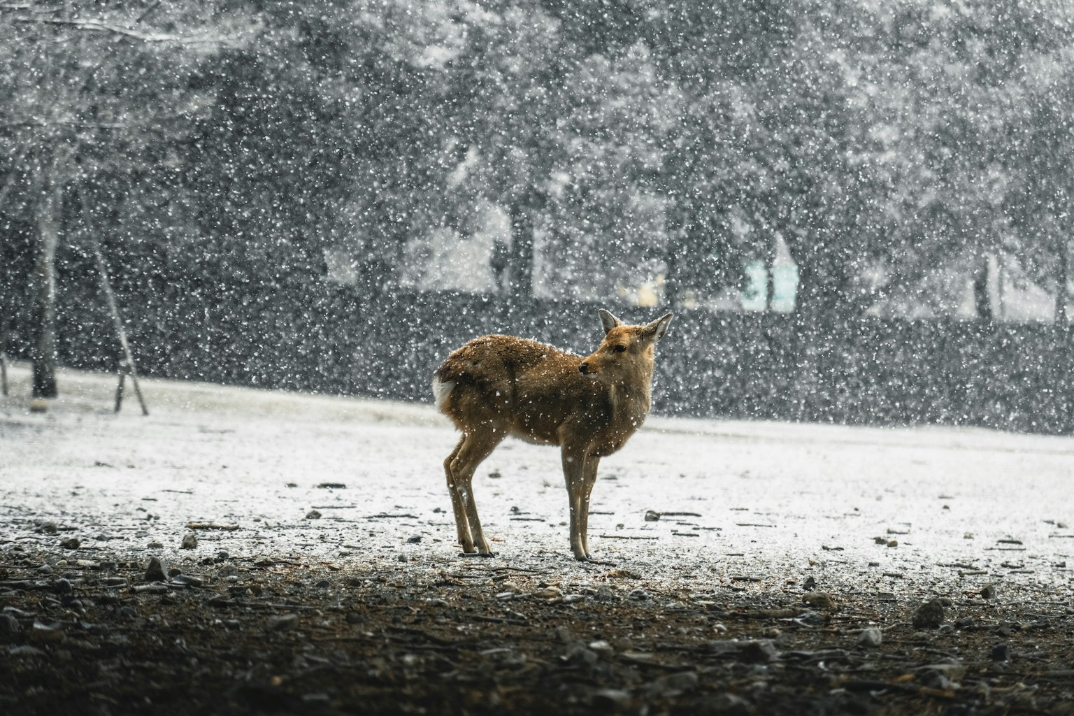 一只狼似的动物在大雪中站着
