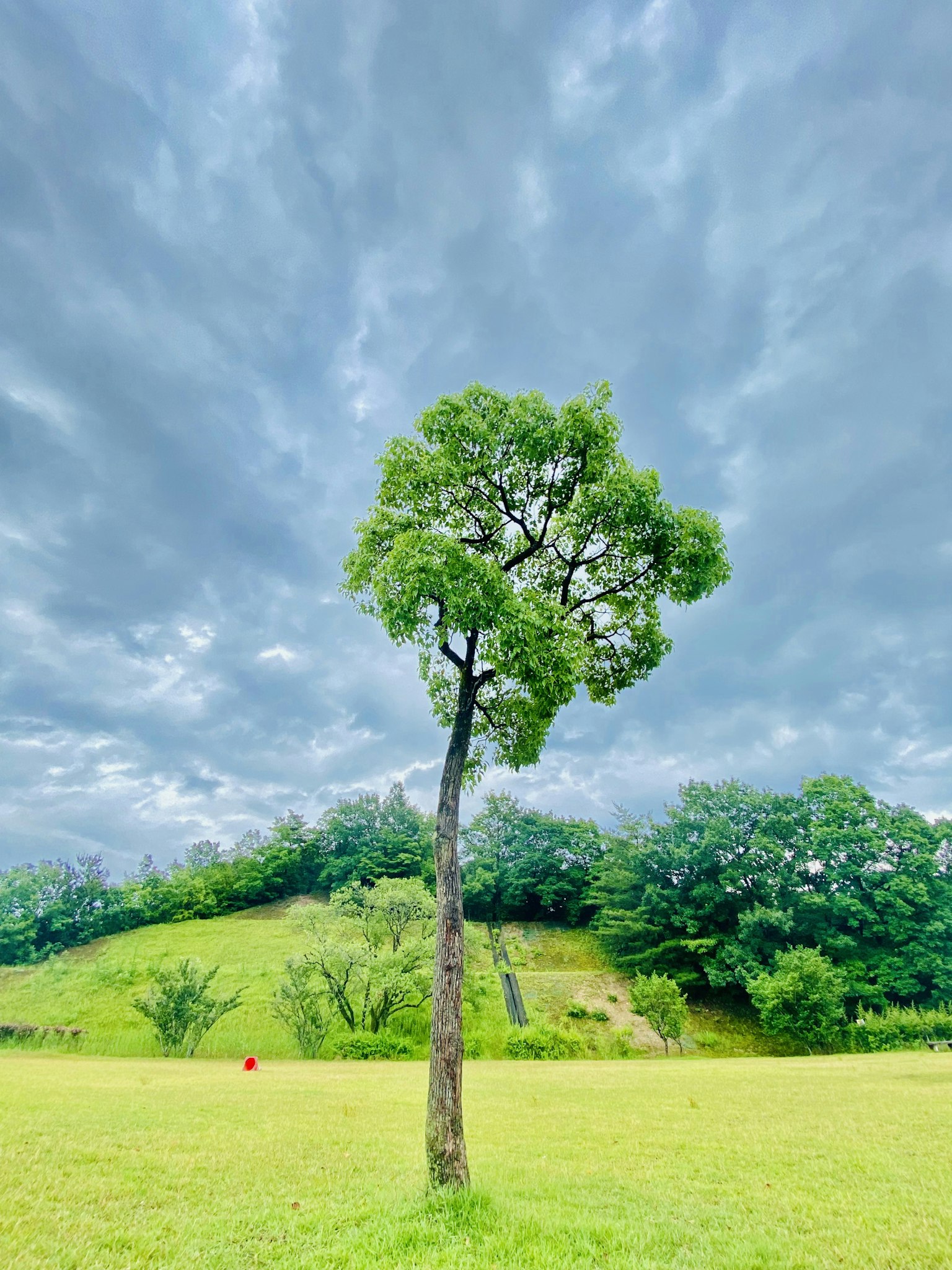 A single tree standing in a green field under a cloudy sky