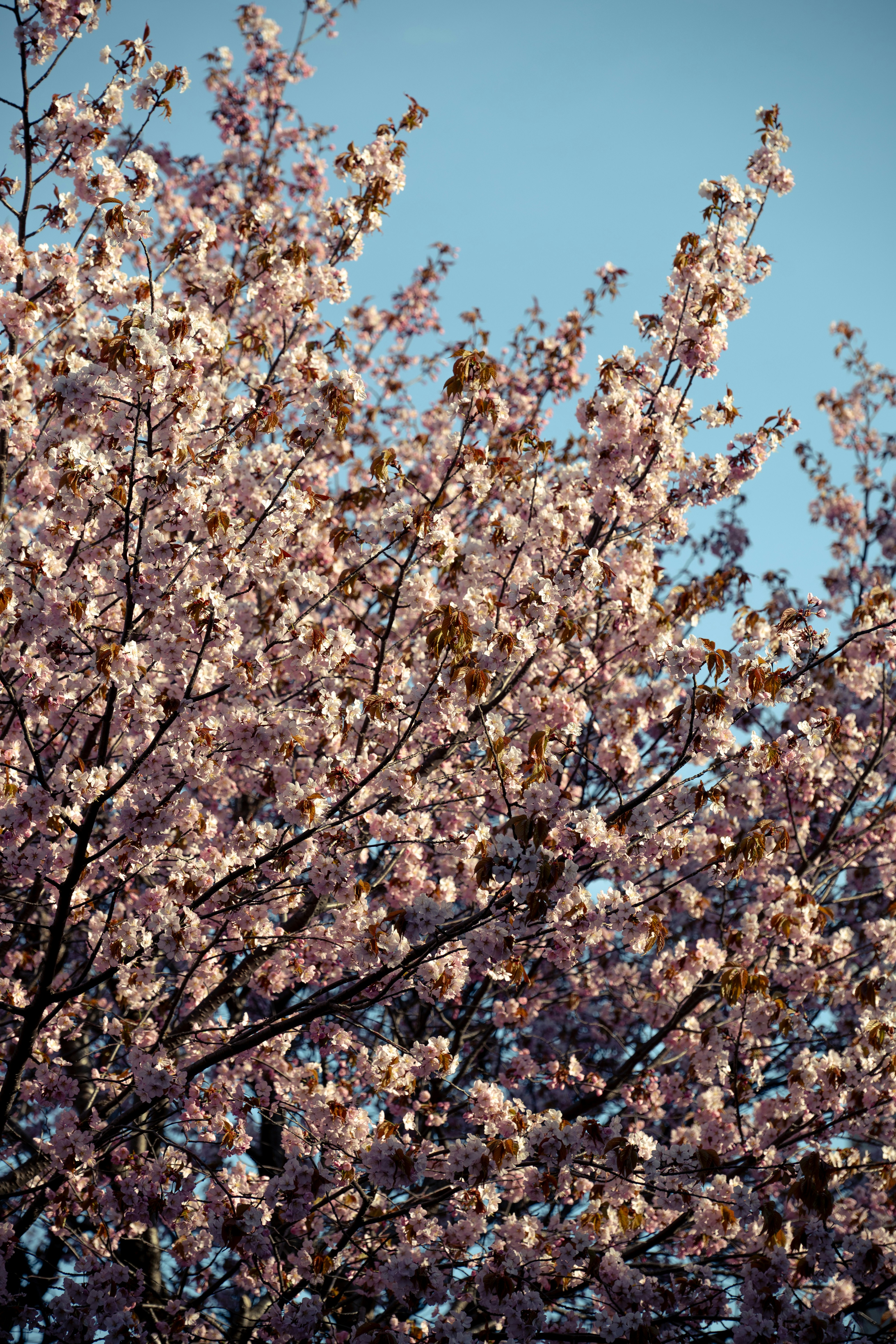 青空の下で咲く桜の花が枝いっぱいに広がる風景