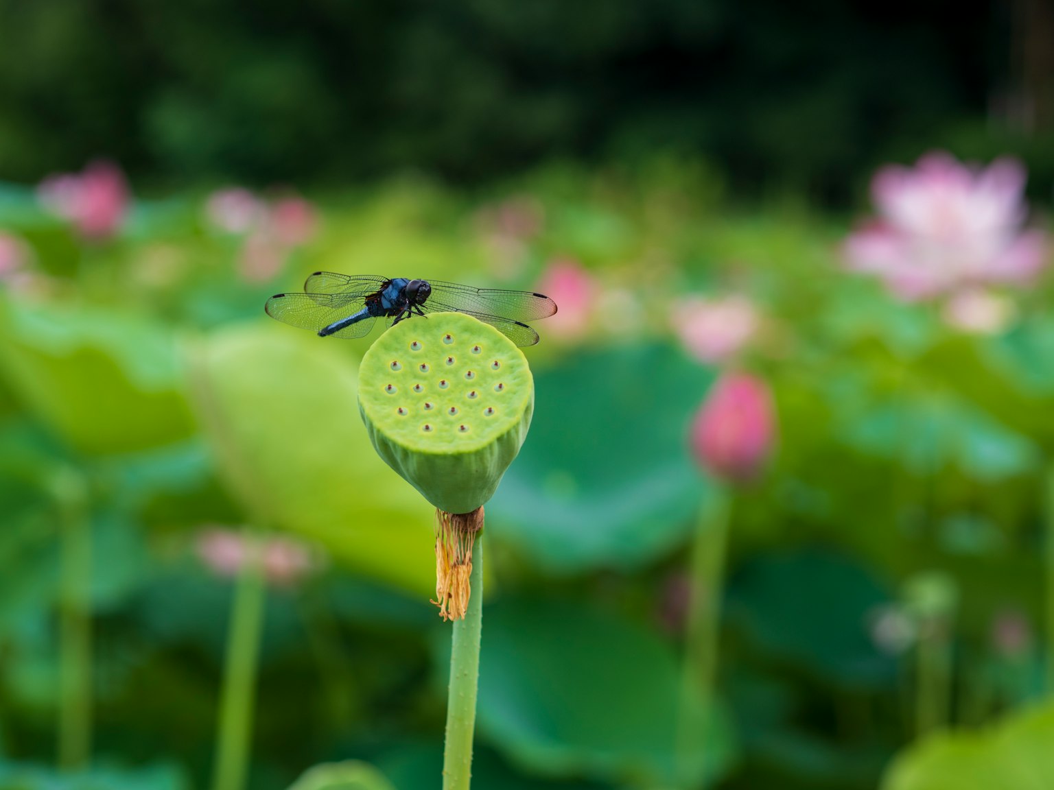 Libellule noire perchée sur une gousse de lotus verte avec des fleurs de lotus en arrière-plan