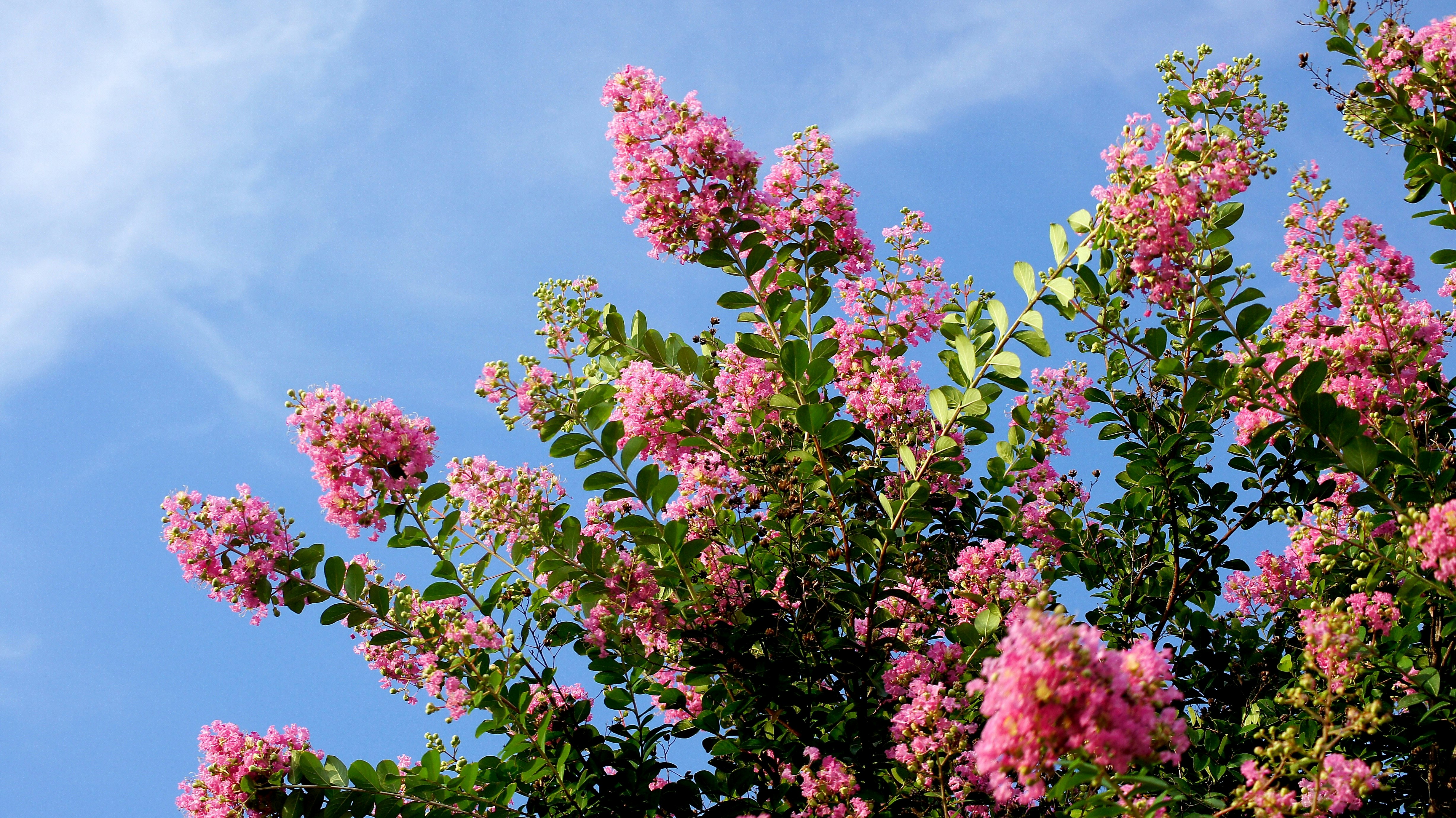 Pink crepe myrtle blossoms along an avenue under a blue sky