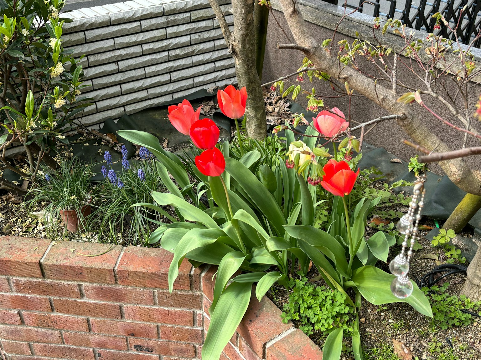 Une scène de jardin avec des tulipes rouges en fleurs