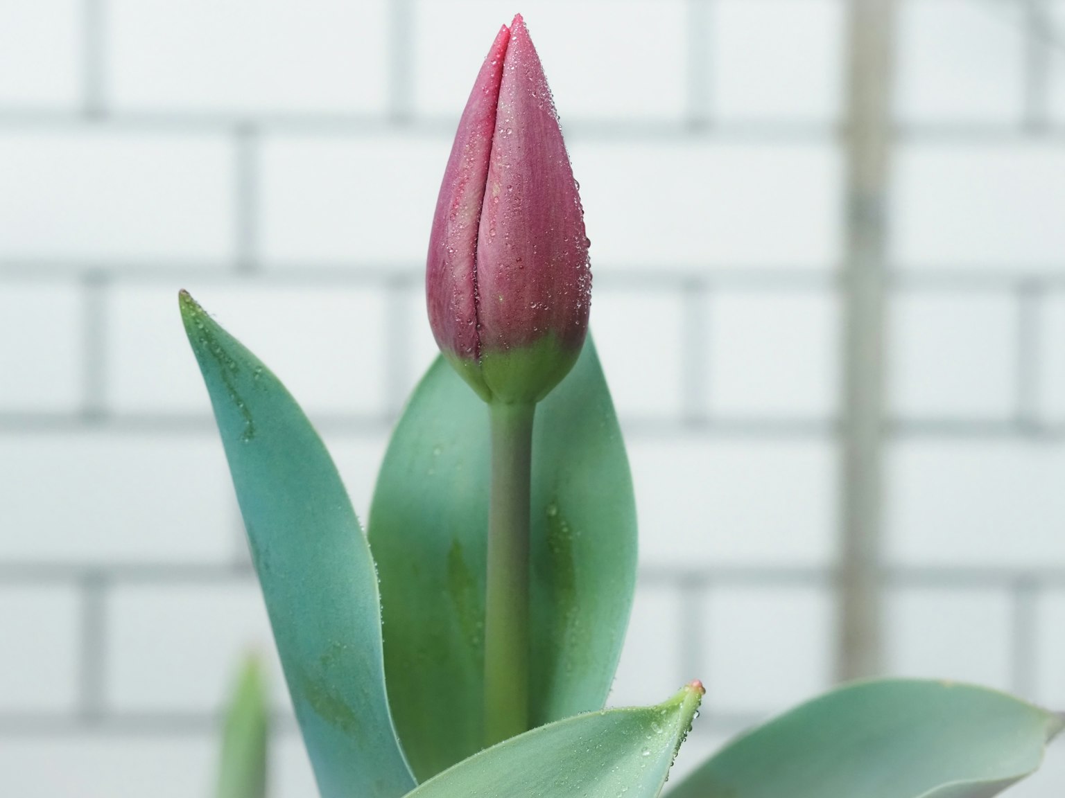 Image of a pink tulip bud with green leaves