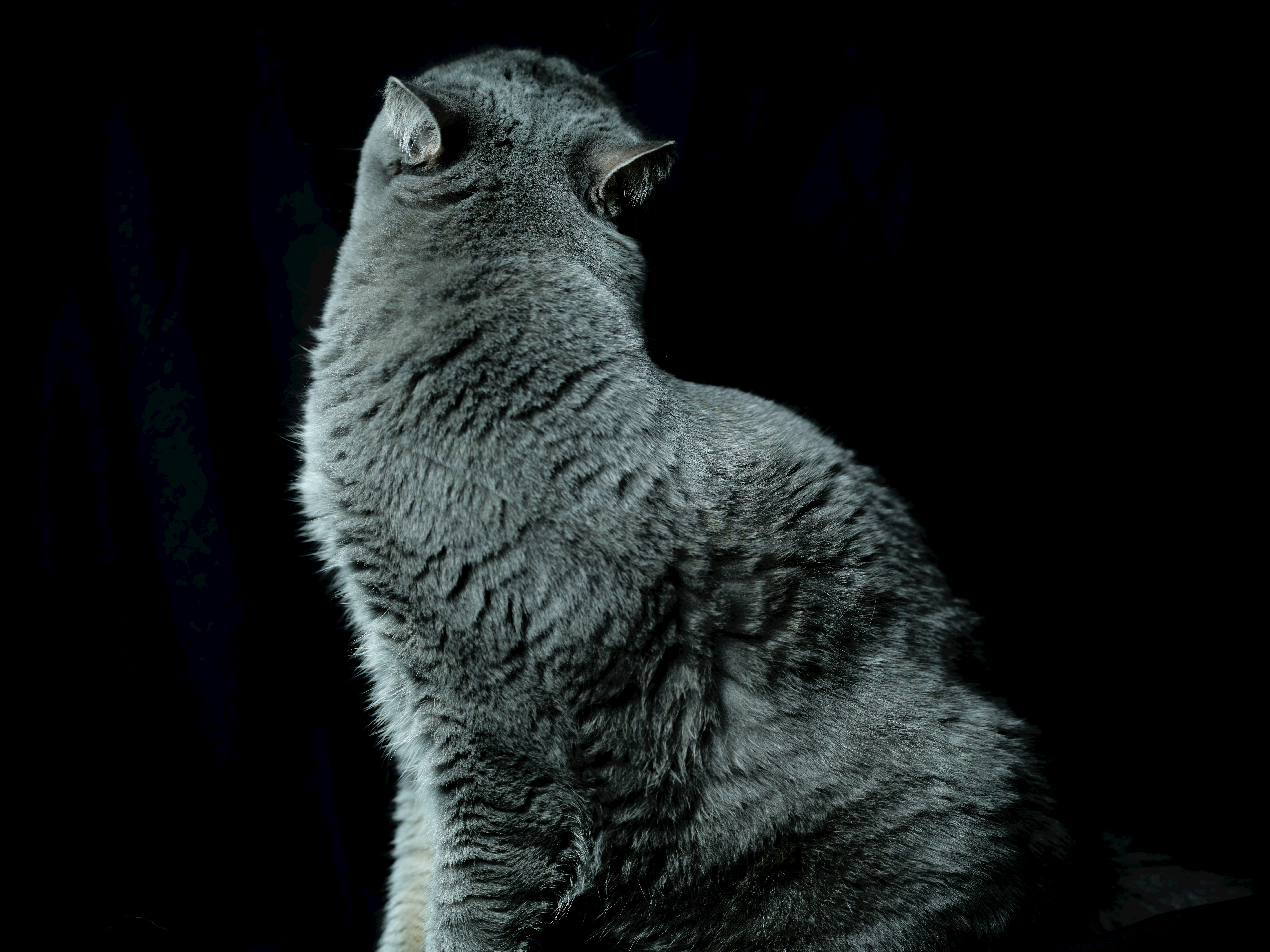 灰色猫坐在黑暗背景前
