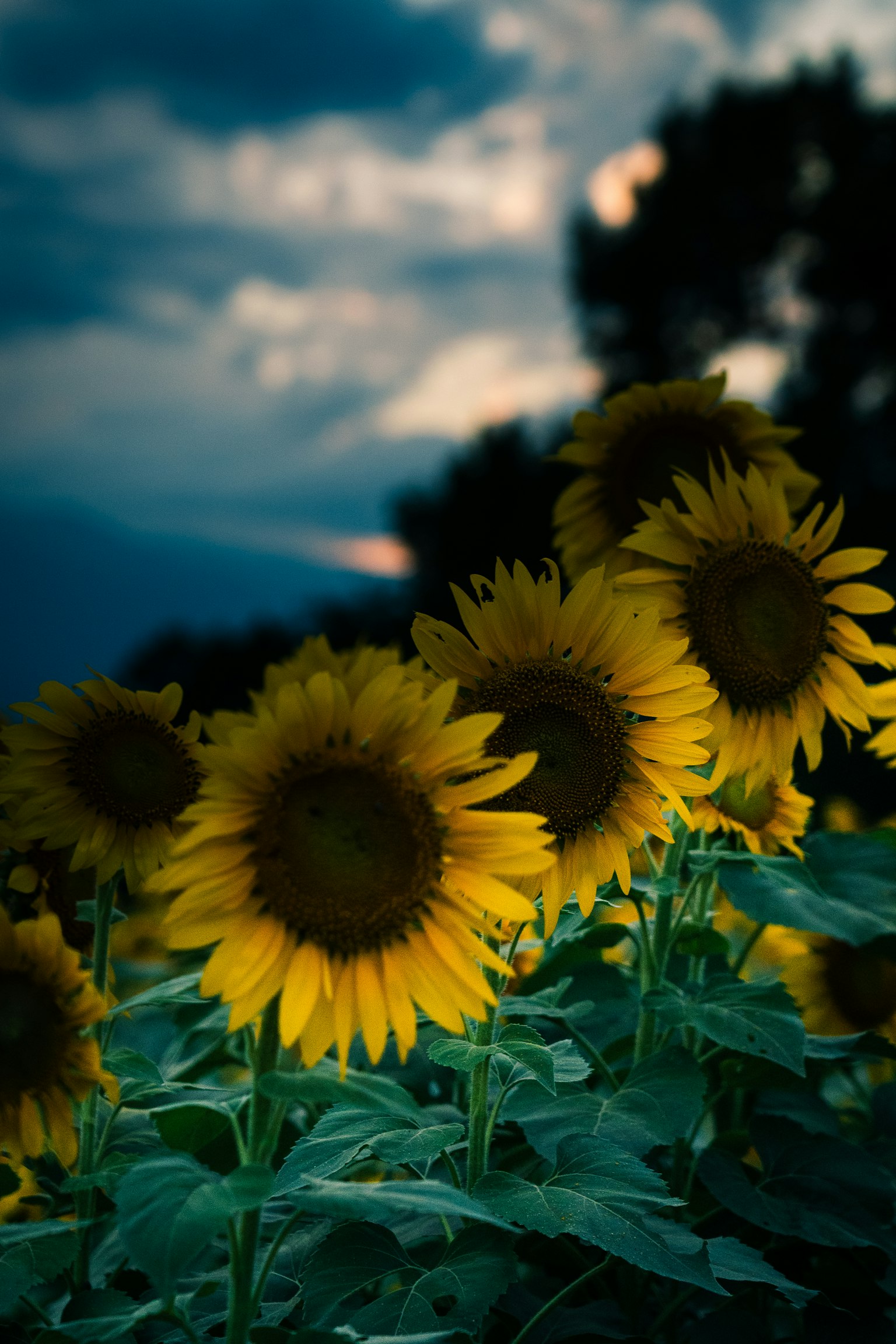 Campo de girasoles al atardecer con cielo oscuro y pétalos amarillos vibrantes