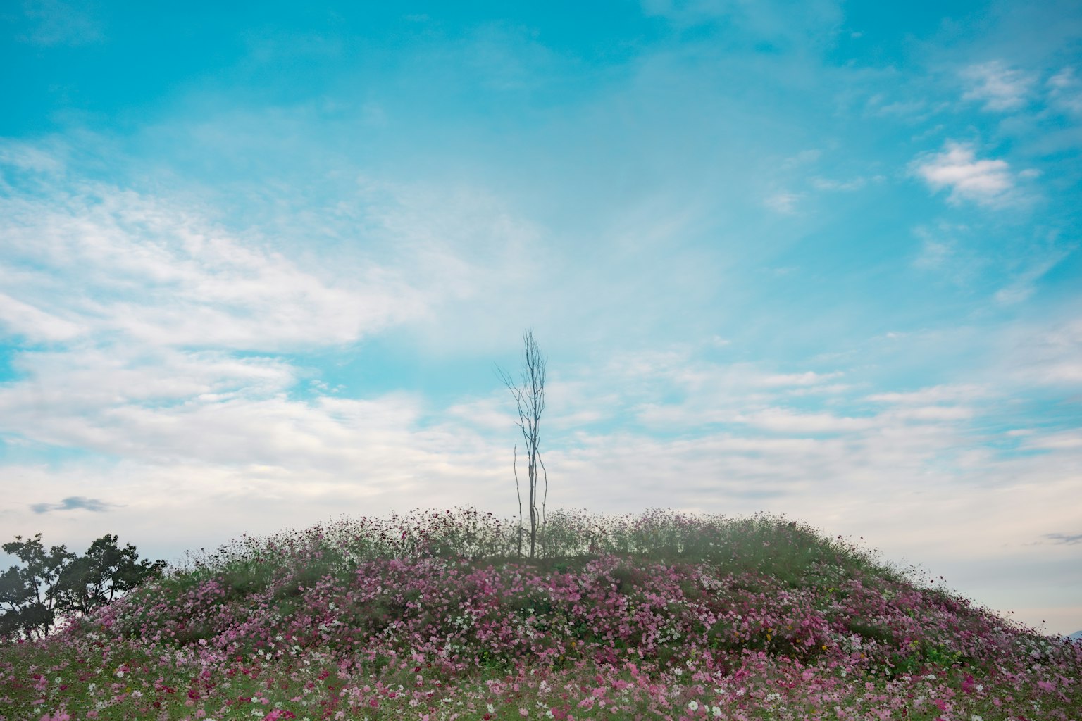 Una colina cubierta de flores rosas bajo un cielo azul con un árbol en la cima