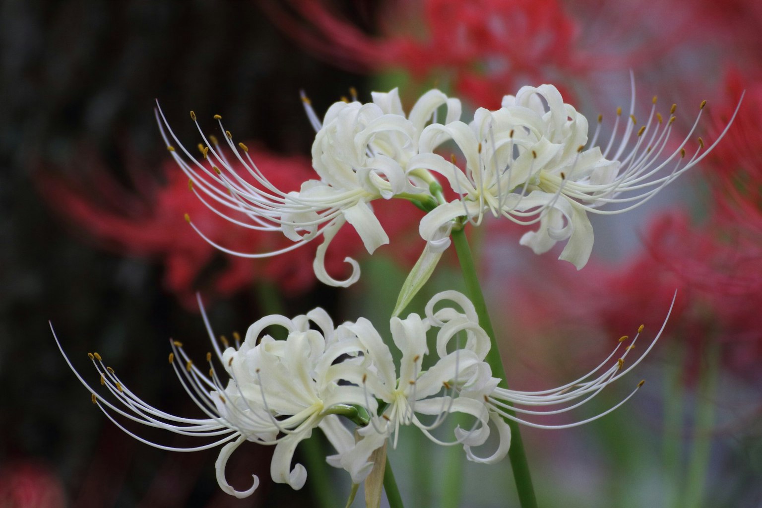 Schöne weiße Spinnenlilien mit eleganten Blütenblättern