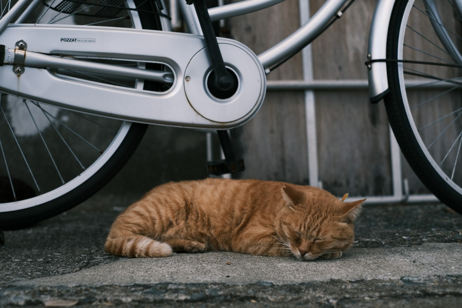 Mèo cam đang ngủ dưới xe đạp